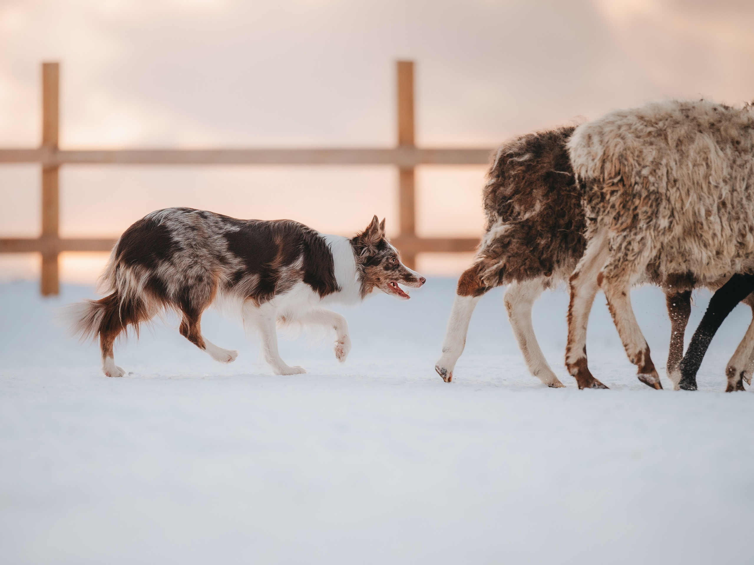 Пастьба. Семейный фотограф анималист Ананьева Мария — Москва