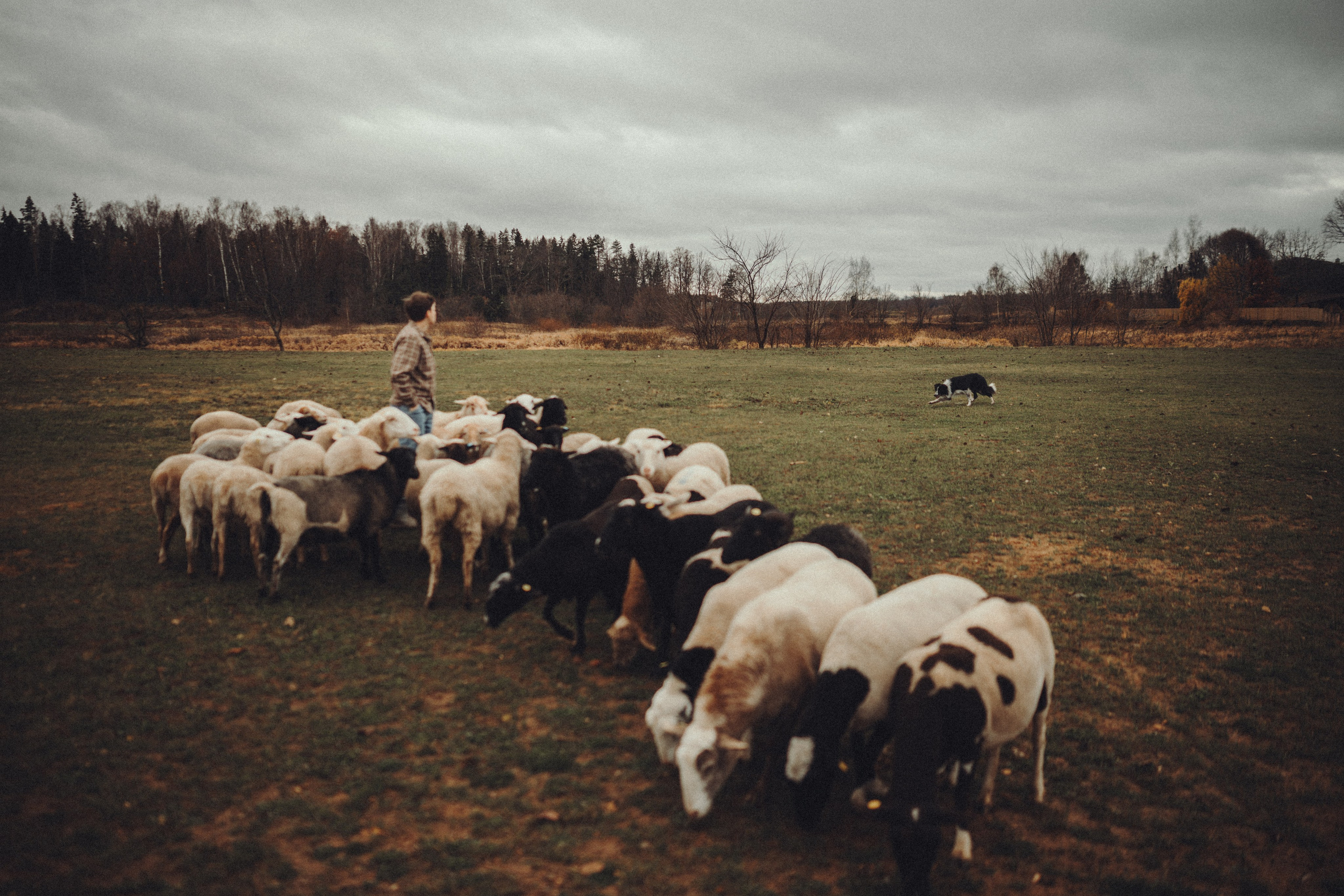 Настя и Рэги на ферме. Семейный фотограф анималист Ананьева Мария — Москва