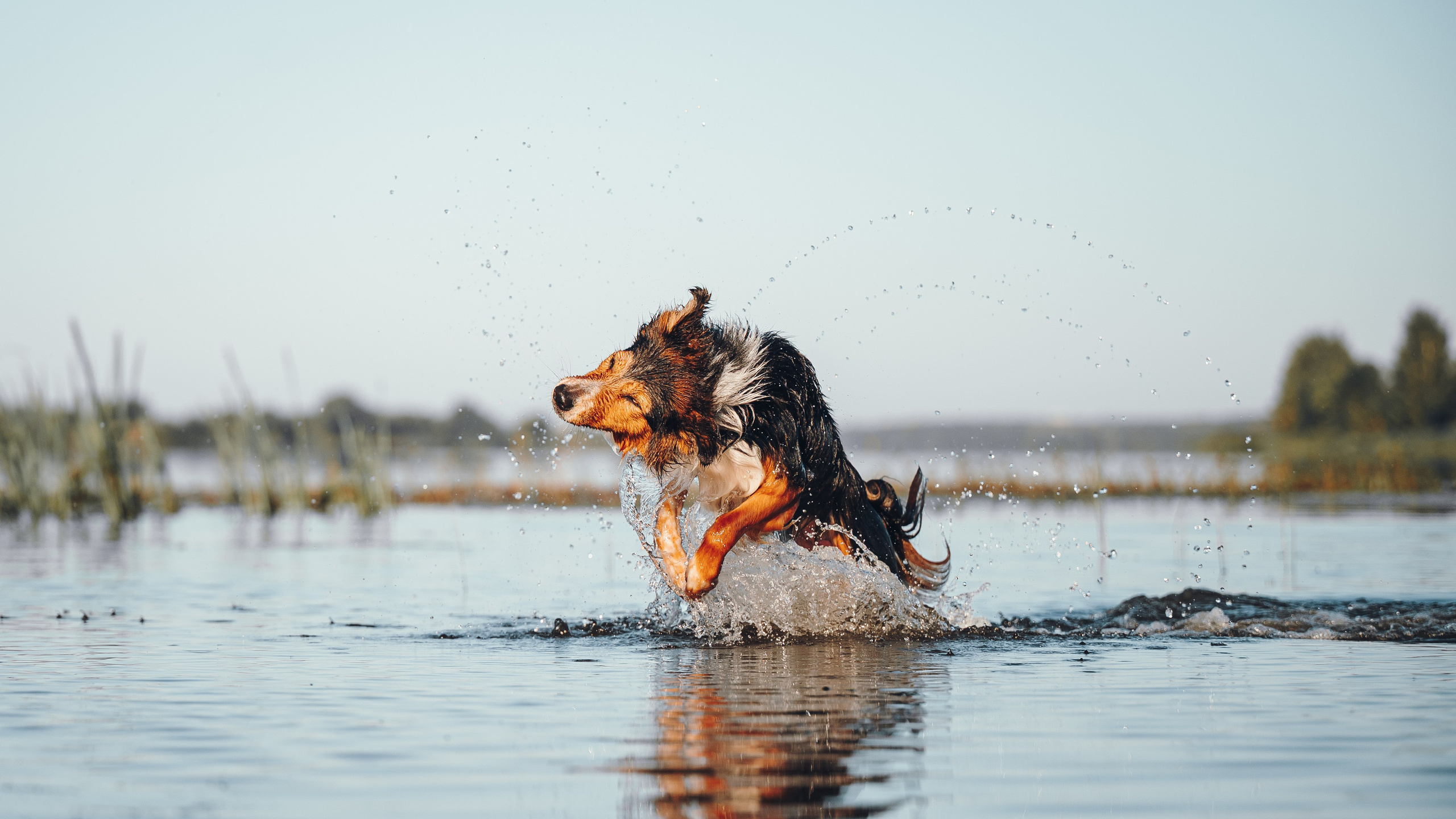 Саша, Флик и Эсприт. Семейный фотограф анималист Ананьева Мария — Москва