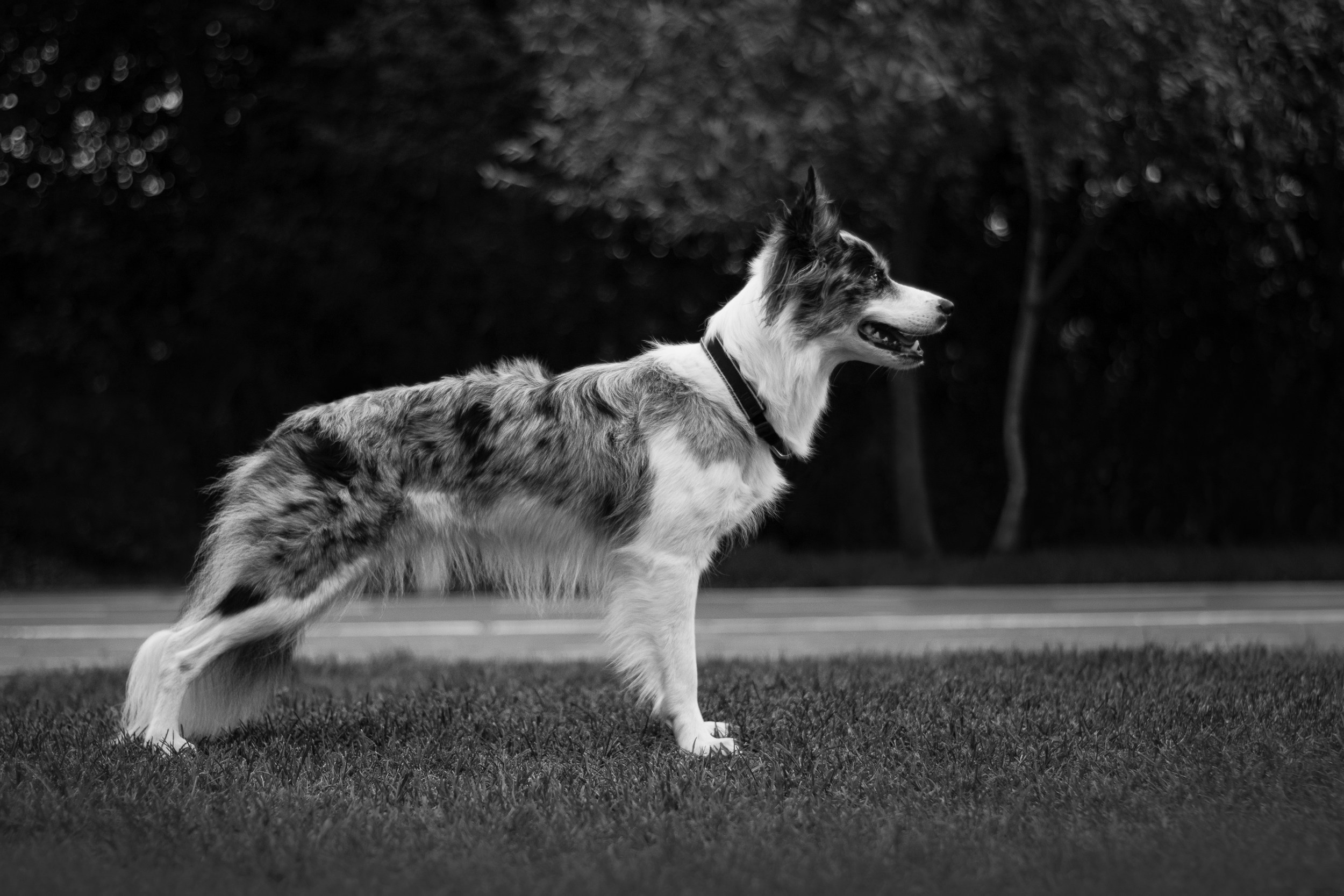 Лисса. Фотограф в Тюмени Лизавета Сапицкая