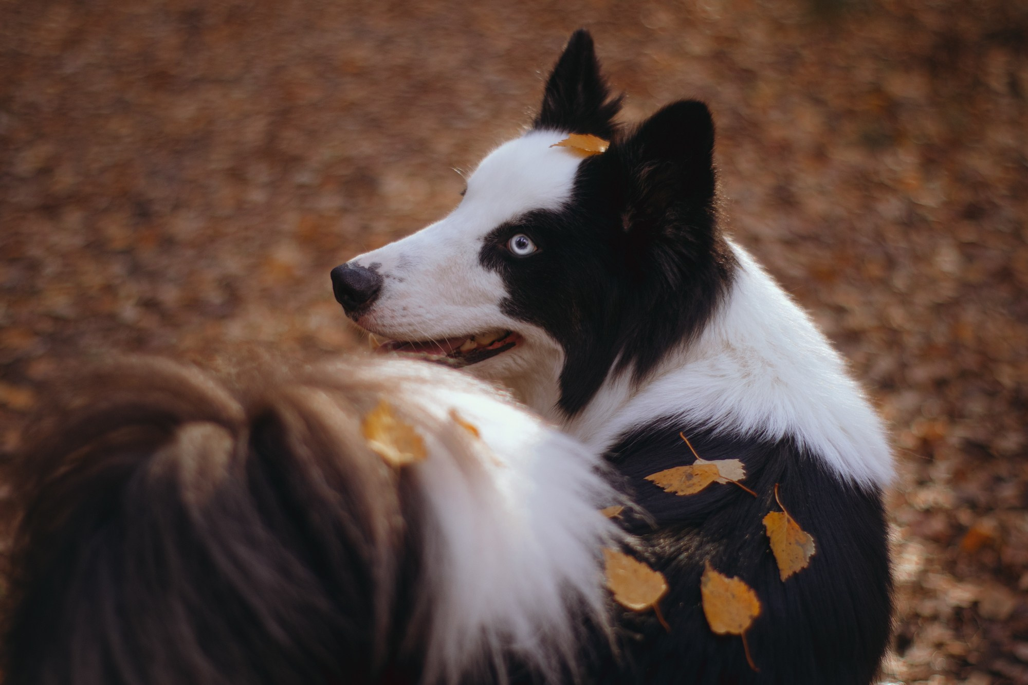 Ликёр. Фотограф в Тюмени Лизавета Сапицкая