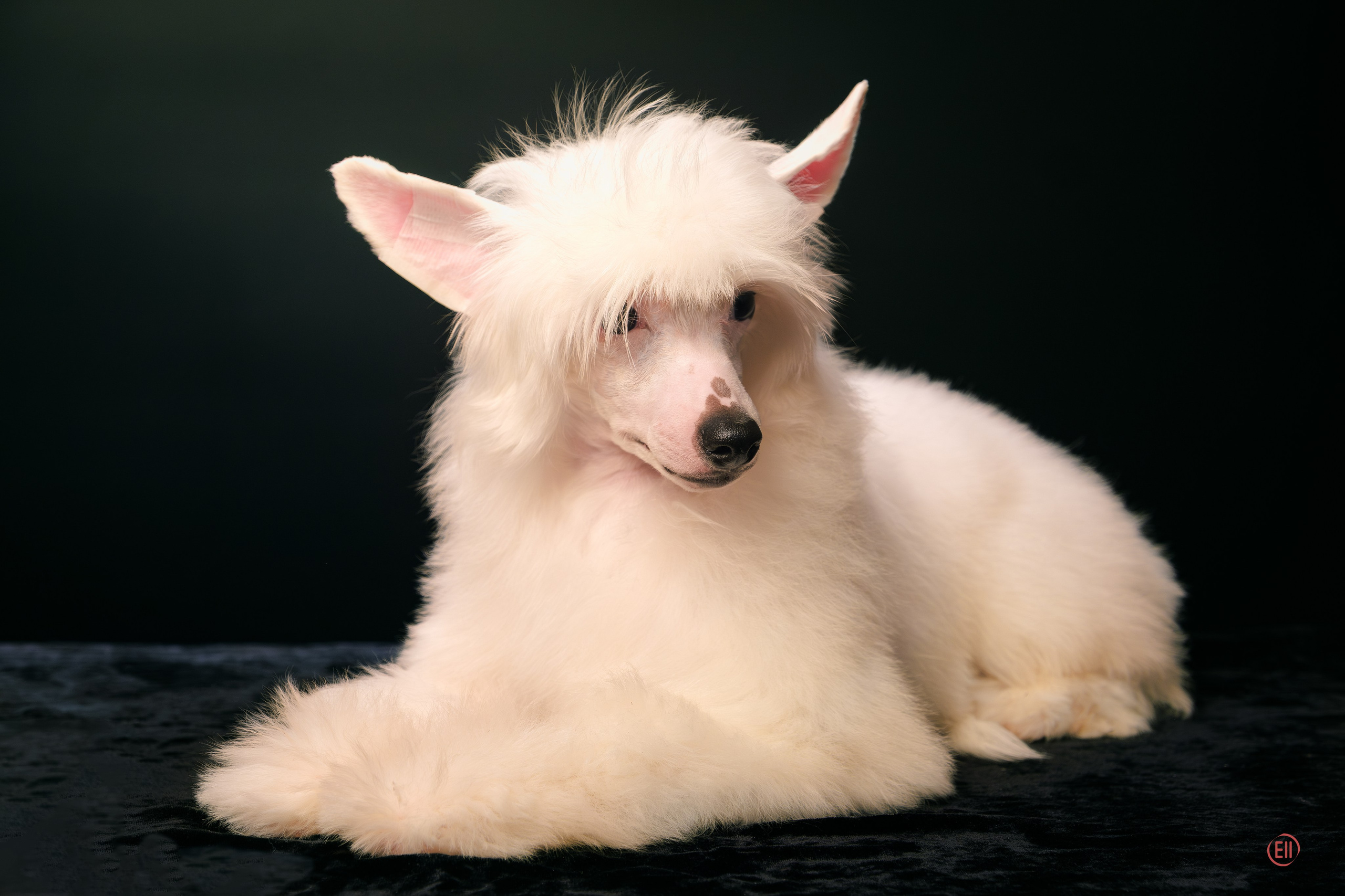 Друг человека. Фотограф в Москве