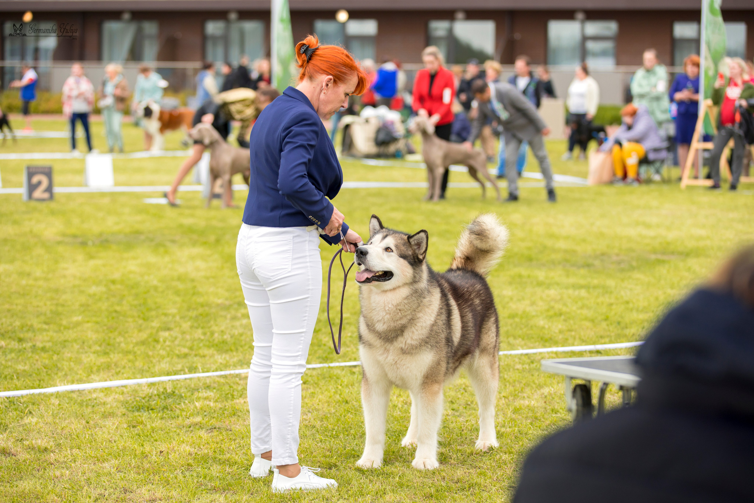 Переславль 9-10.09.2023. Фотограф-анималист Юлия Германика