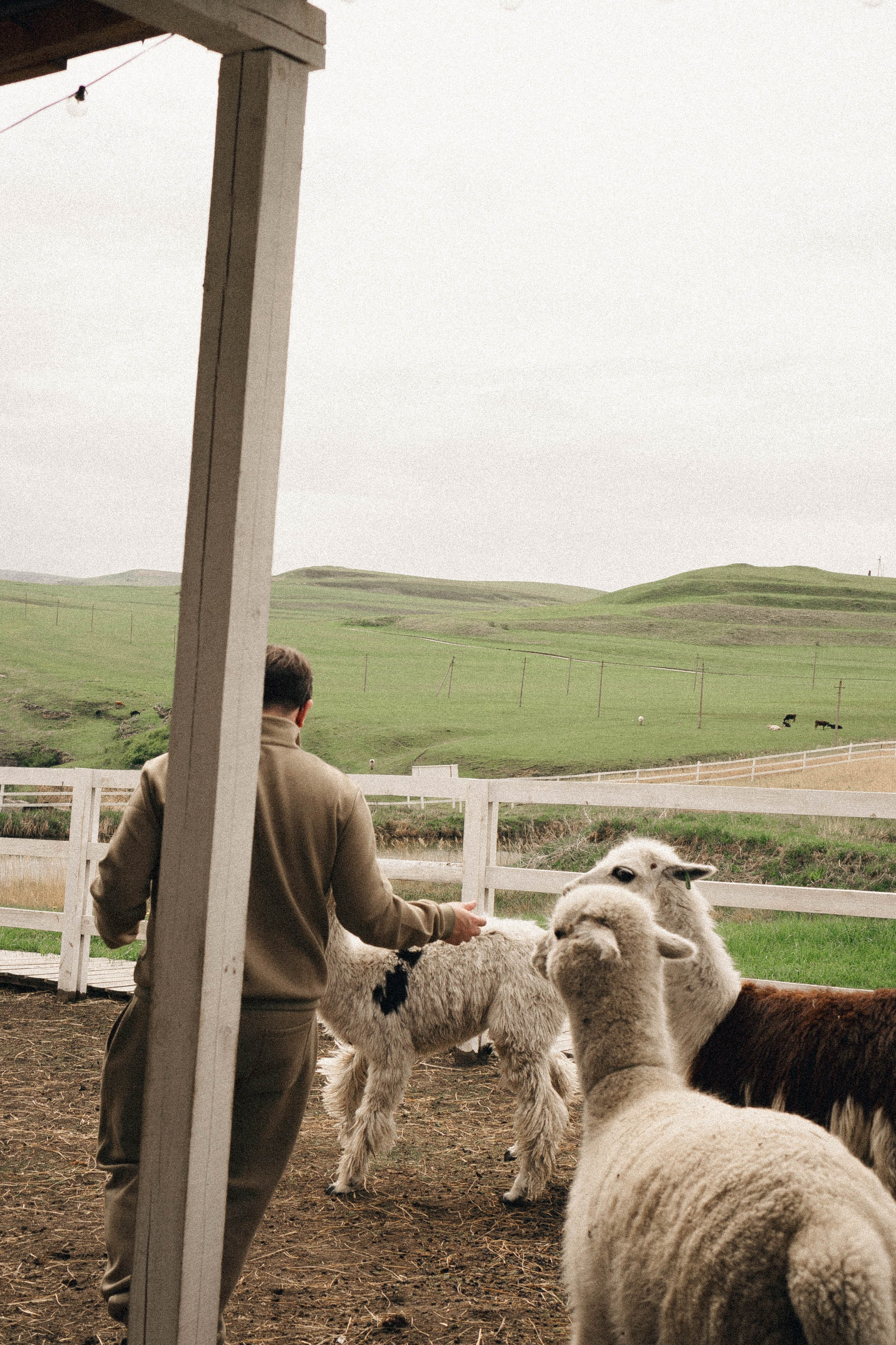 Ферма Альпак. Профессиональный фотограф, Санкт-Петербург — Виктория Богомолова