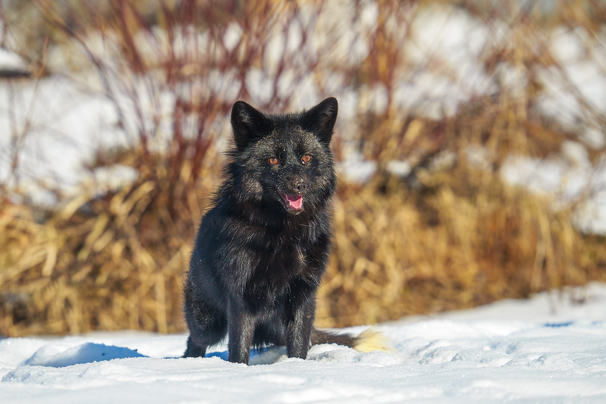 Животные. Ваш личный фотограф Марина Волкова