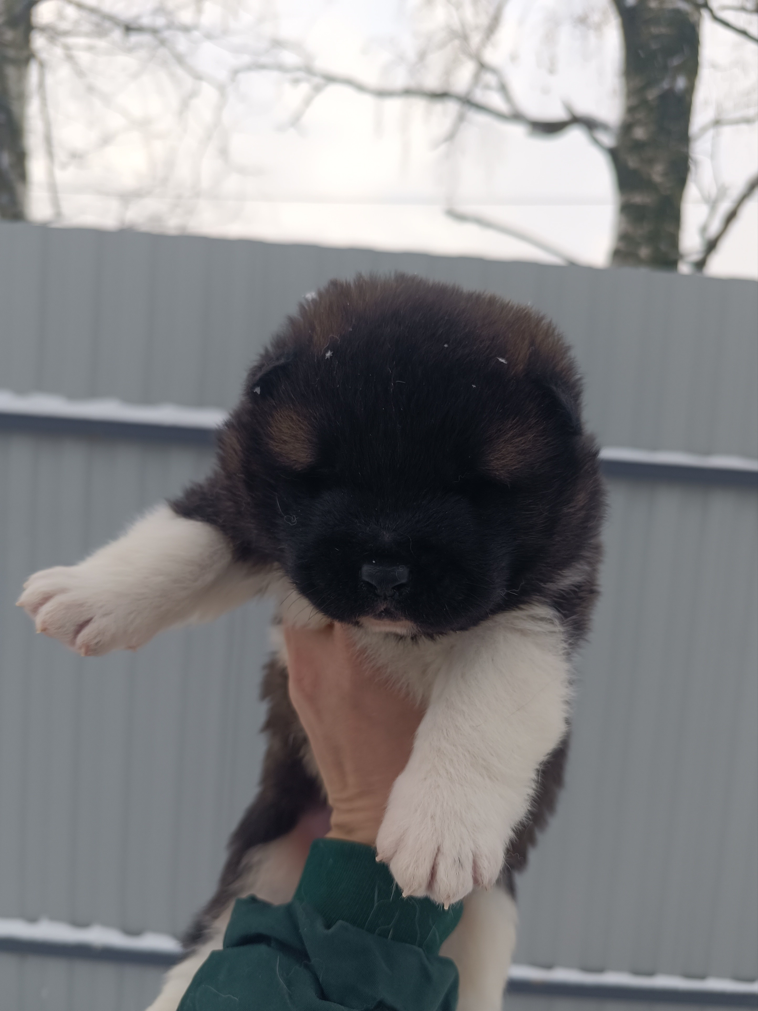 Американская акита  щенки питомник Санкт-Петербург клубные щенки Американская акита питомник RUBYLIGHT Рубилайт купить щенка американской акиты