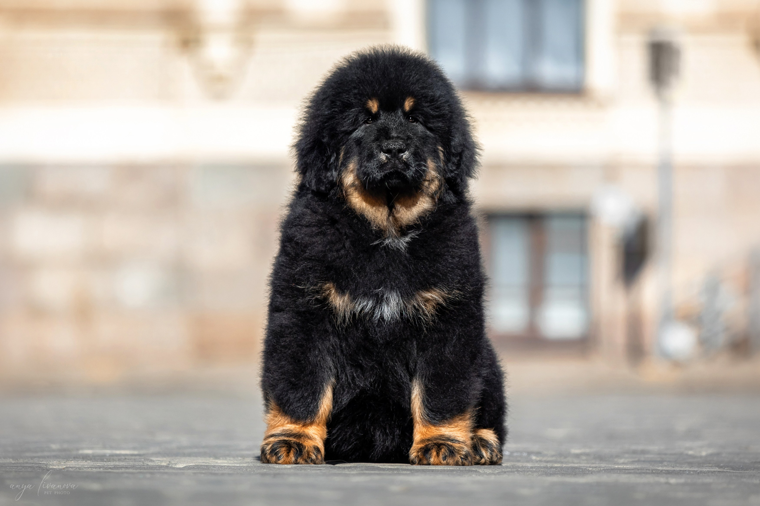 Тибеты. Фотограф анималист Аня Ливанова | Рыбинск