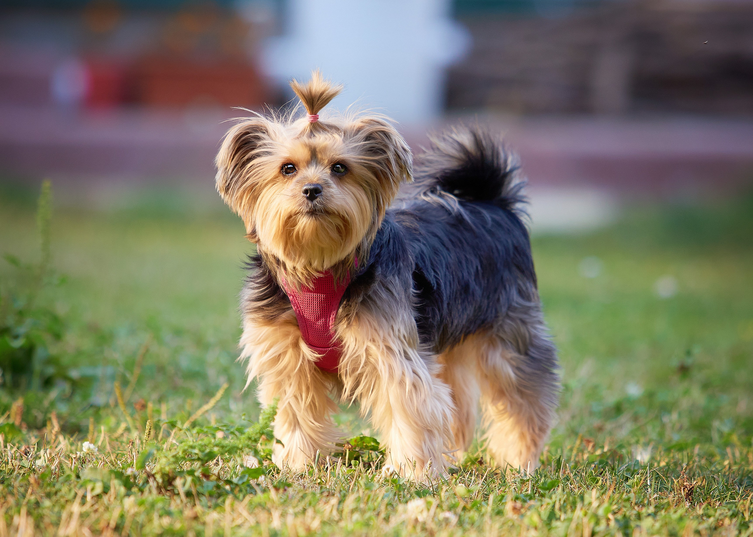 Собаки. Фотограф-анималист в Москве Евгения Старостина