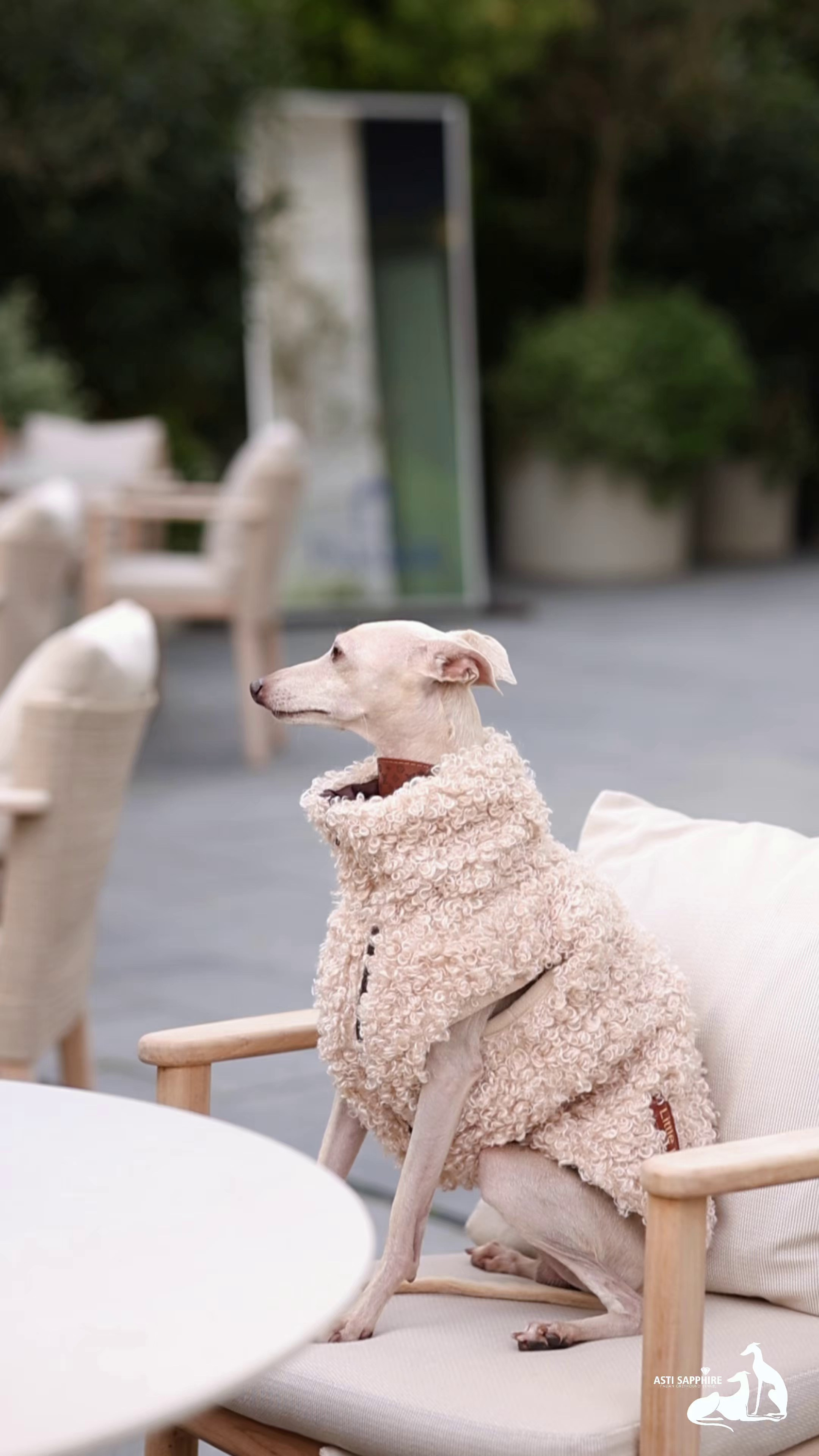 Одежда. Профессиональный питомник левреток РКФ/FCI ASTI SAPPHIRE 💎 Сочи|Санкт-Петербург