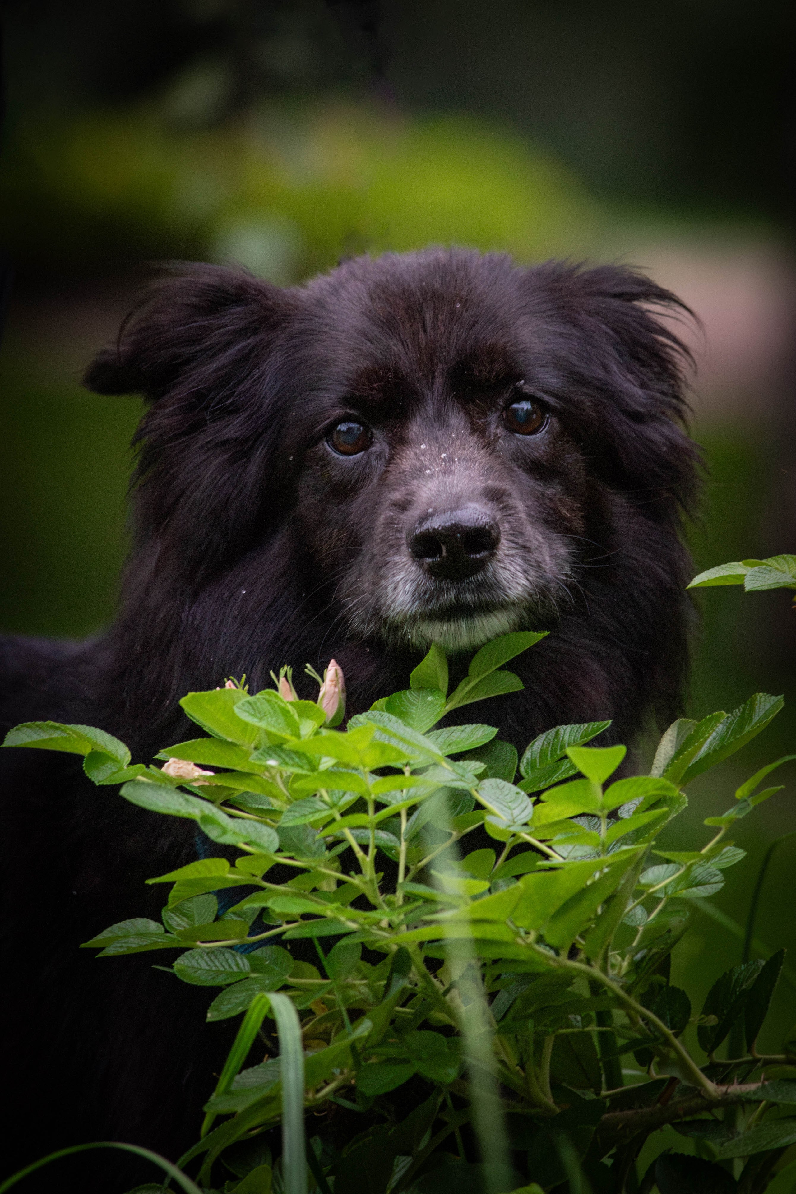 Альба и Даша. Фотограф Светлана Блинова, Москва и Московская область
