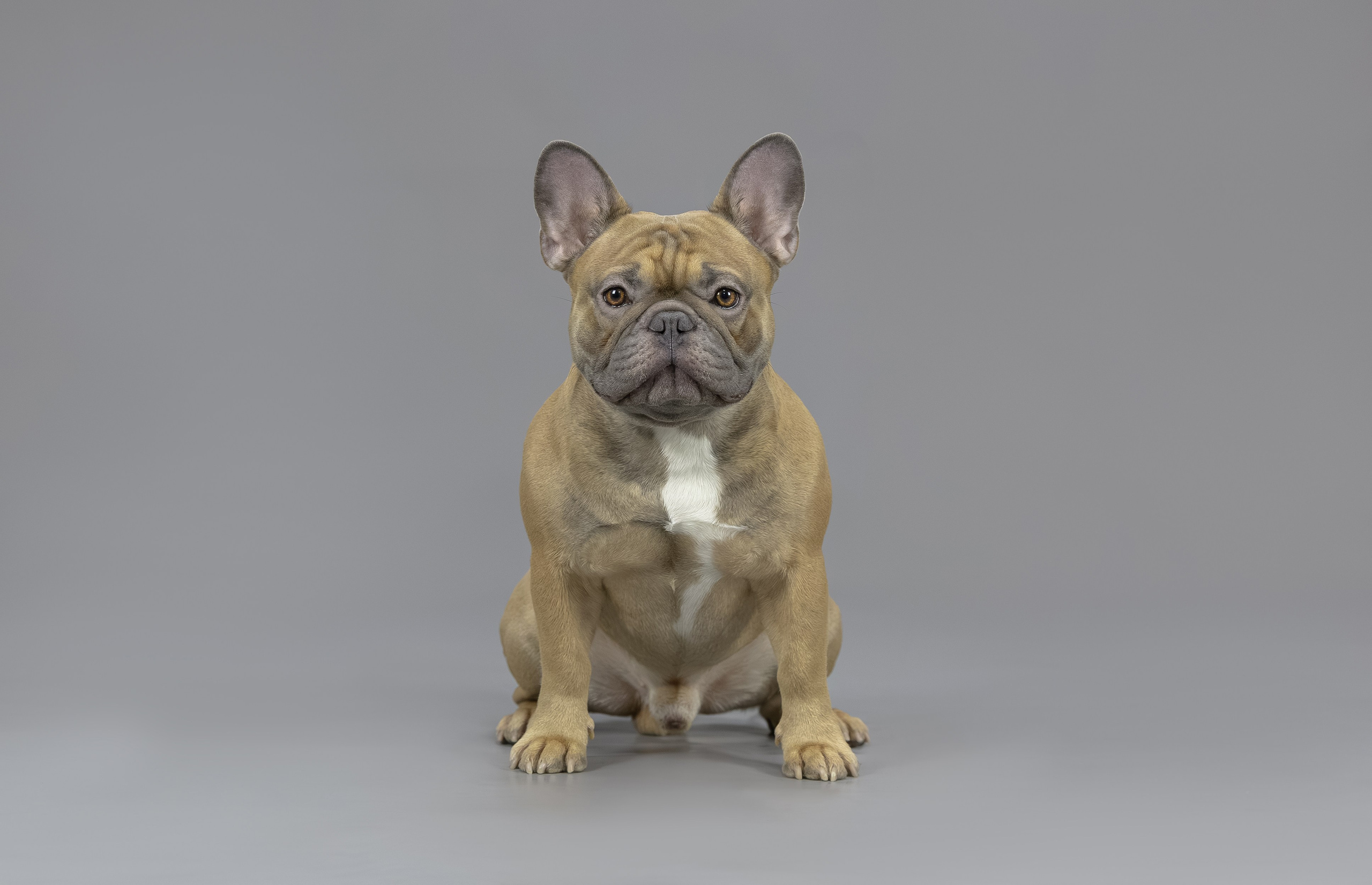 Студия. Главная