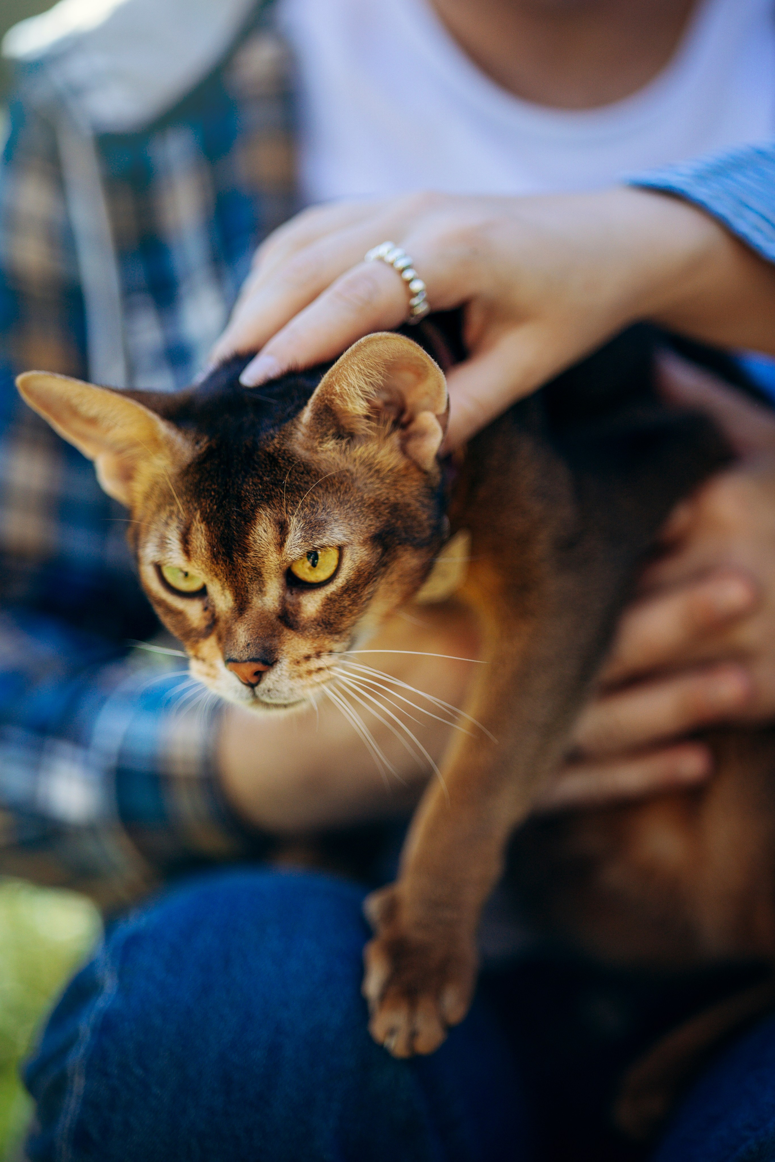 Котофеи и их семья. Фотограф — Анималист | Санкт-Петербург