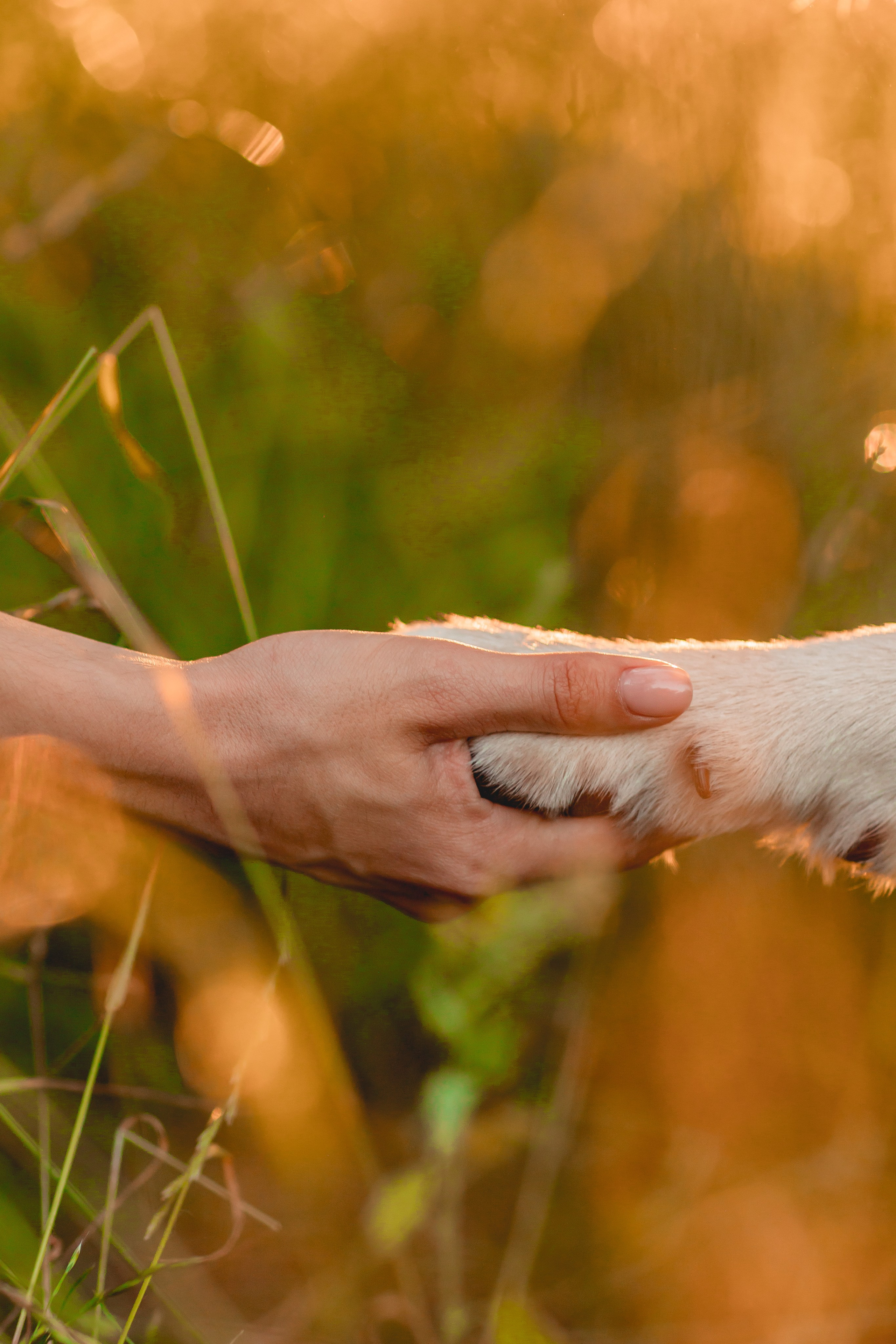 Наташа, Коля, Люк и Мартин. Семейный фотограф анималист Мария Крючкова