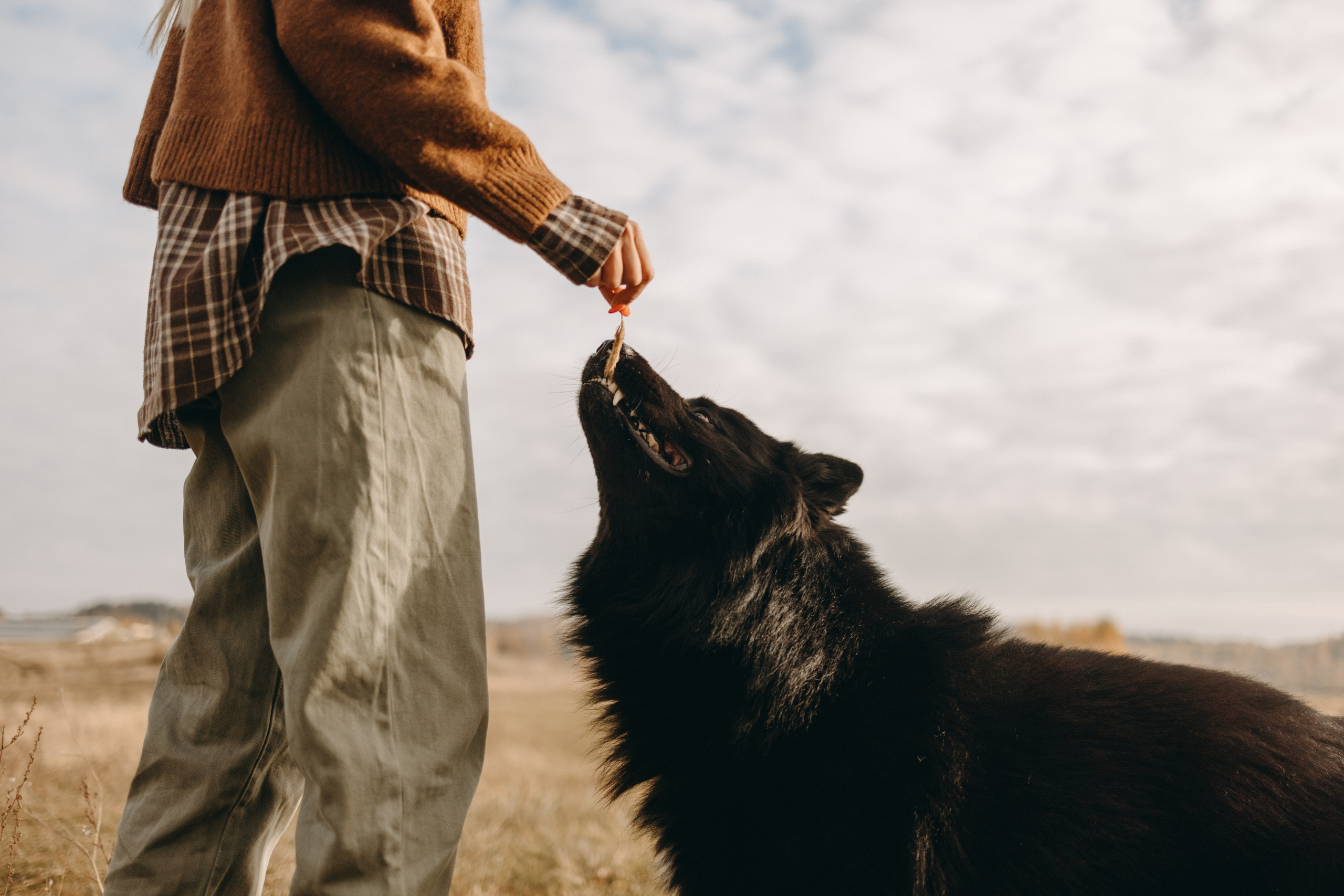 Лора и Джанго. Фотограф — Анималист | Санкт-Петербург