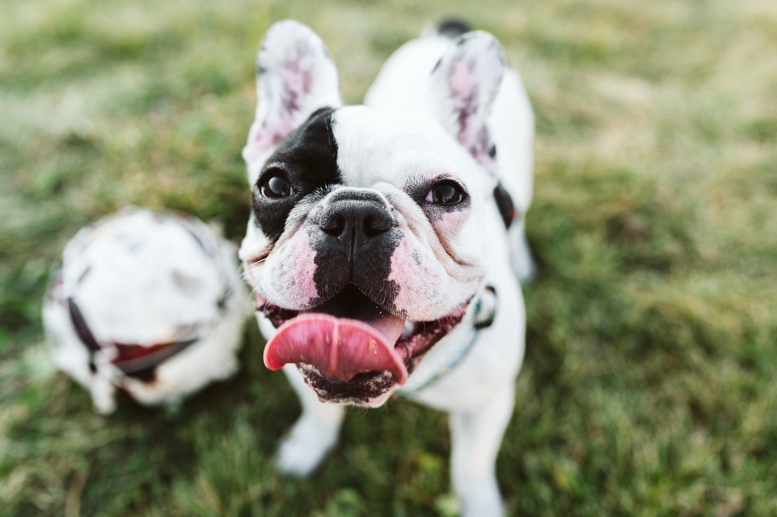Инна и Белль. Фотограф анималист в Москве Ольга Агушева