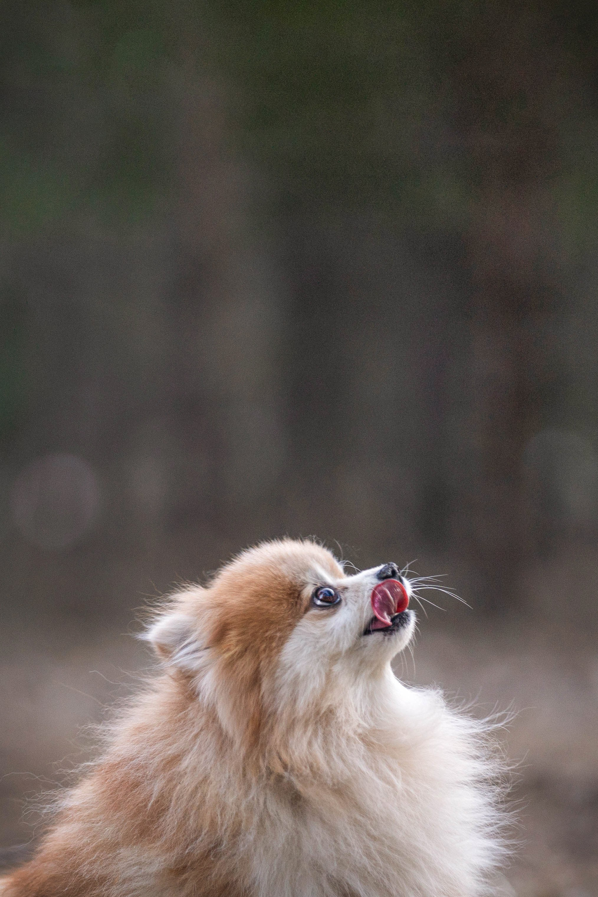 Настя + Бакс (история дружбы). Kameramotor74