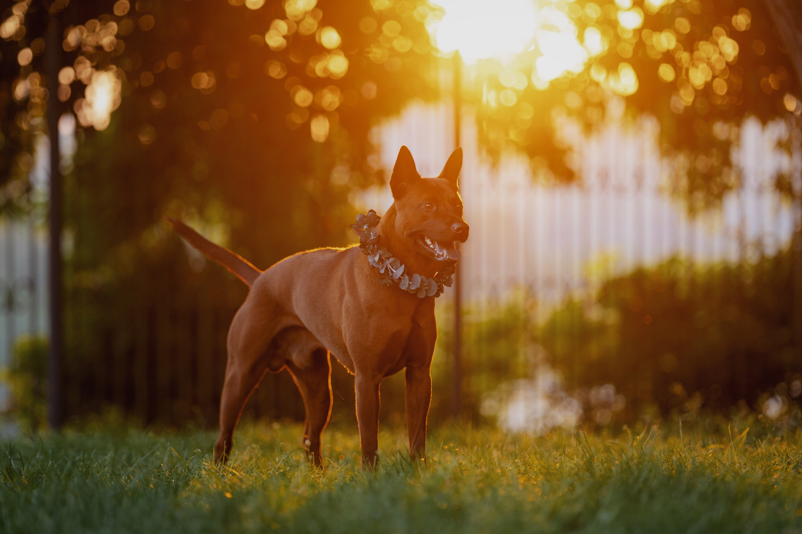 Лин + Вегас. Kameramotor74