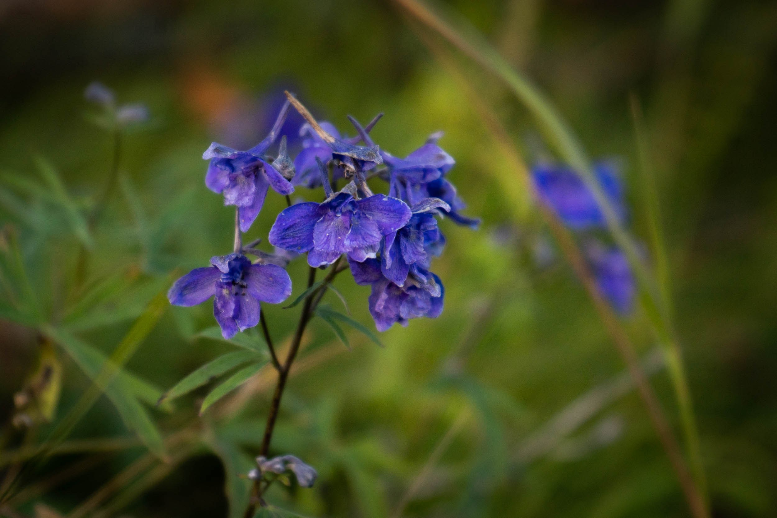 Рифы девонского моря. Фотограф Екатерина Зорина