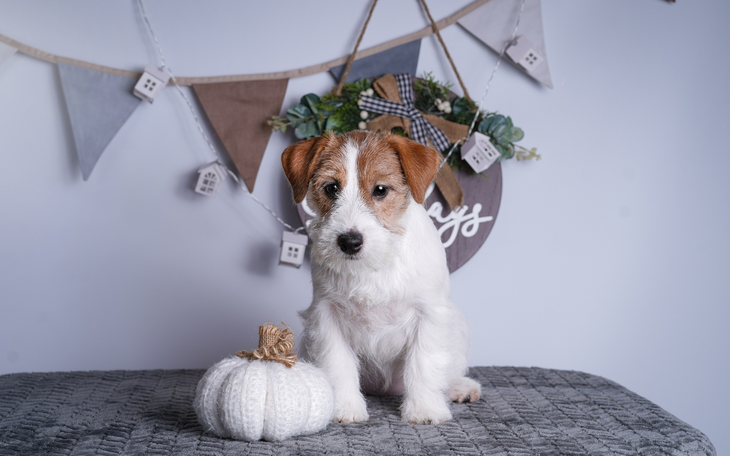 Щенки дрт. Фотограф-анималист в Санкт-Петербурге Яна Мартынова