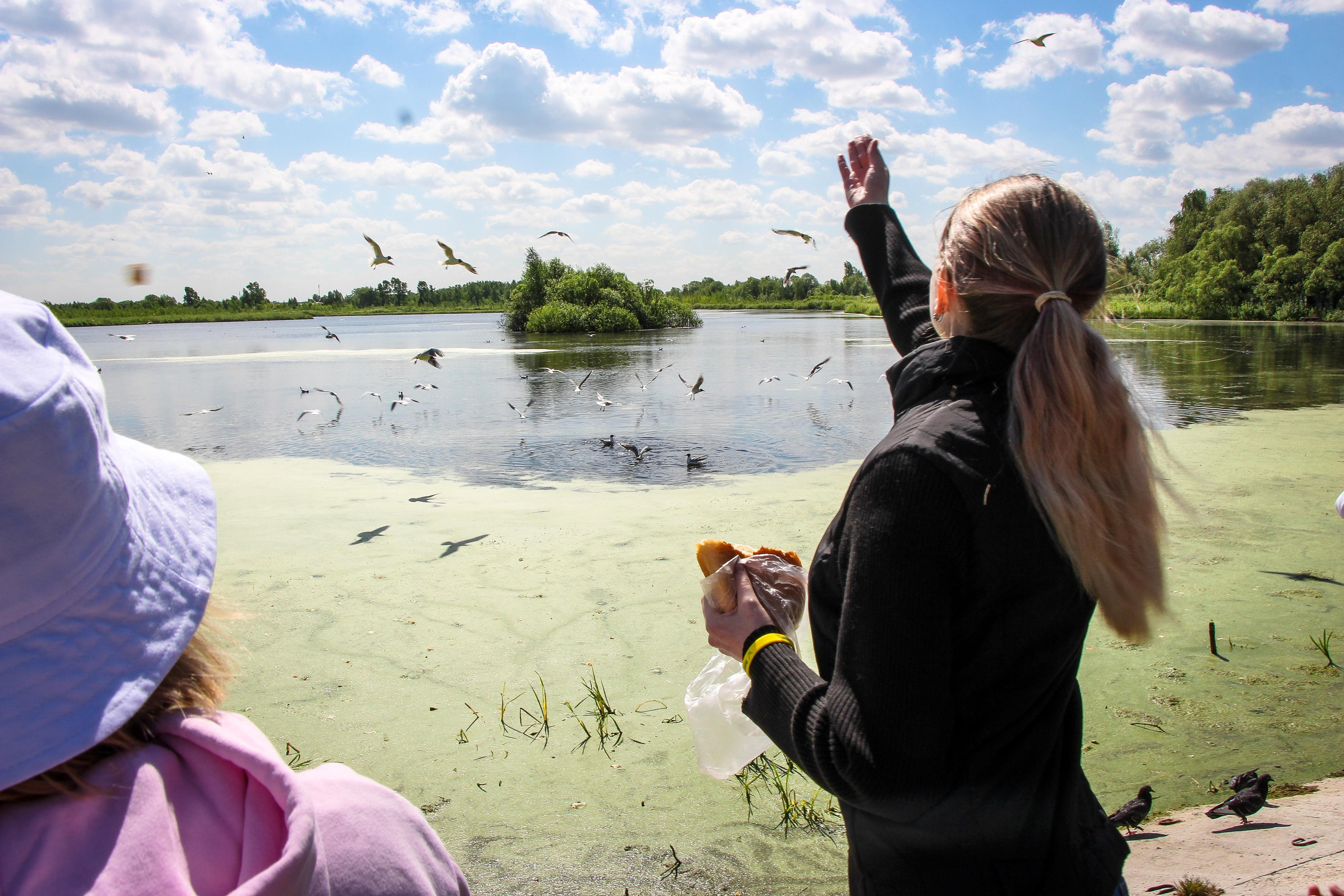 Сохранение популяции черноголовых чаек озера Киово г. Лобня. 2021 г. Мария Ткаченко. Документальная фотография