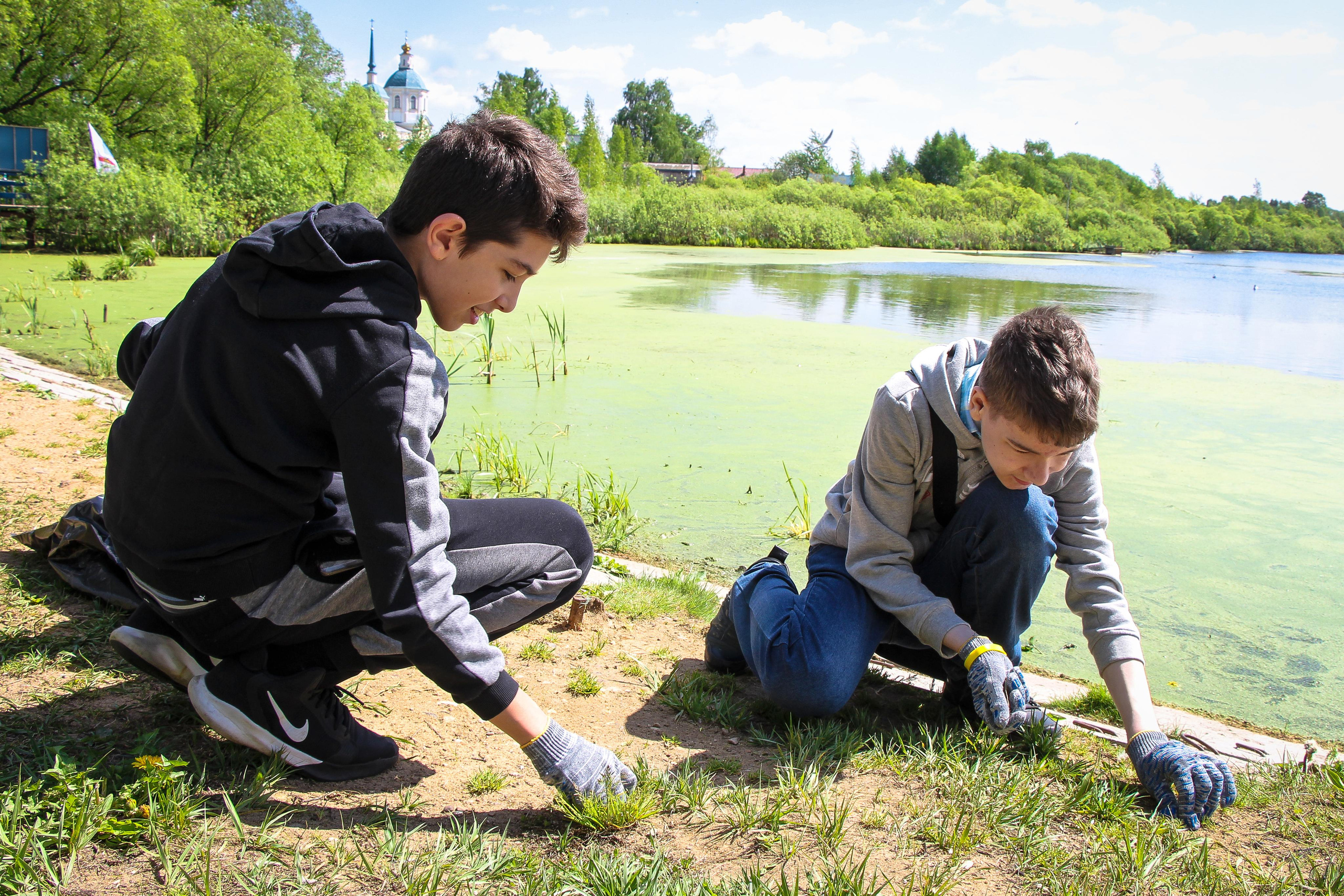 Сохранение популяции черноголовых чаек озера Киово г. Лобня. 2021 г. Мария Ткаченко. Документальная фотография