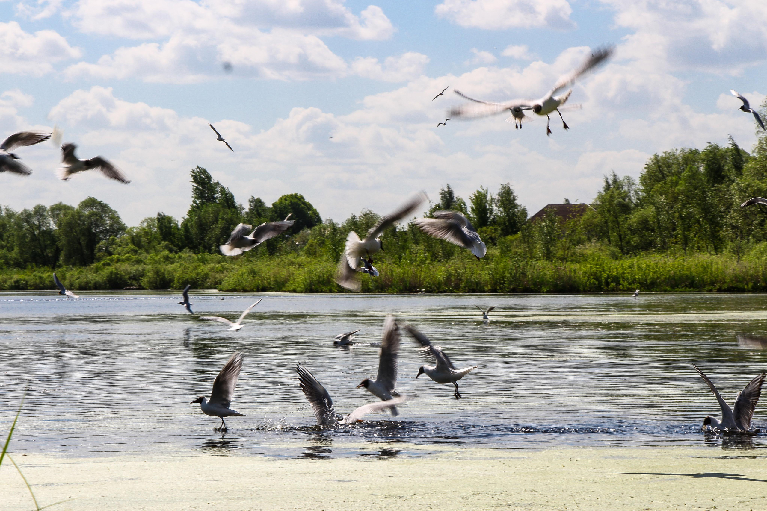 Сохранение популяции черноголовых чаек озера Киово г. Лобня. 2021 г. Мария Ткаченко. Документальная фотография