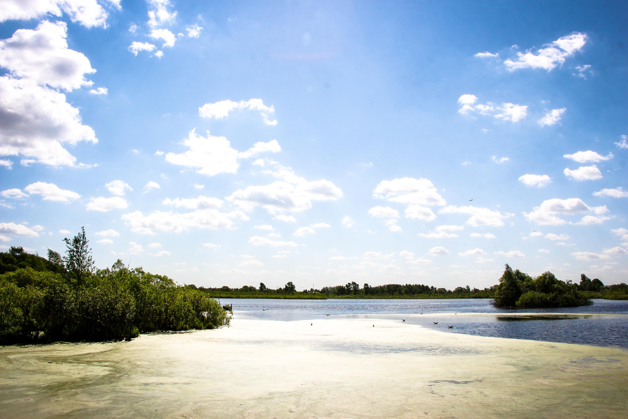 Сохранение популяции черноголовых чаек озера Киово г. Лобня. 2021 г. Мария Ткаченко. Документальная фотография