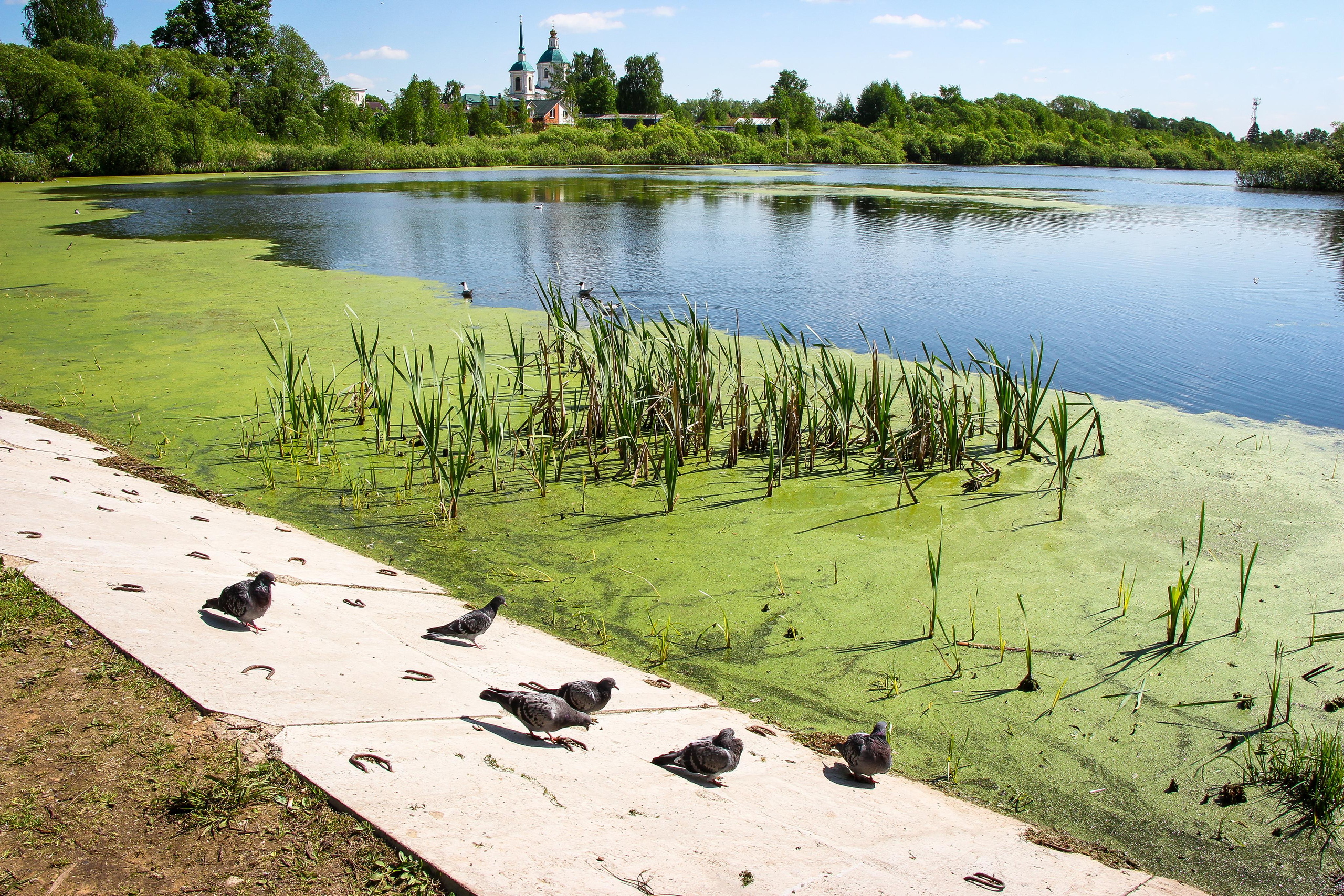 Сохранение популяции черноголовых чаек озера Киово г. Лобня. 2021 г. Мария Ткаченко. Документальная фотография