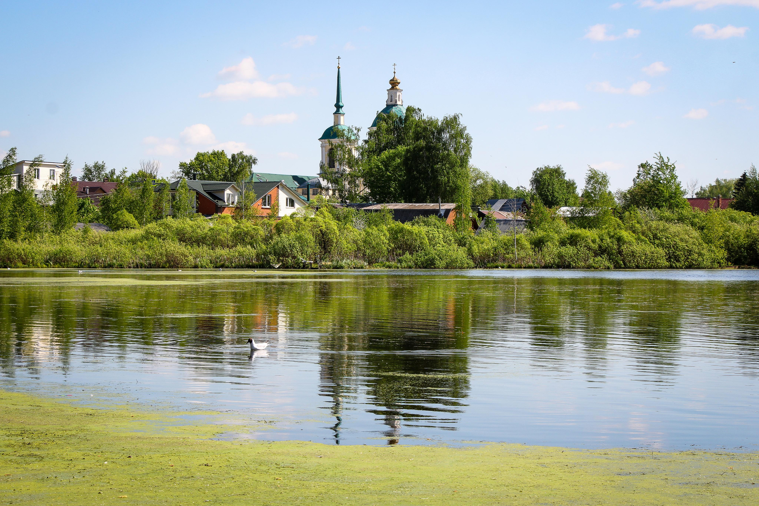 Сохранение популяции черноголовых чаек озера Киово г. Лобня. 2021 г. Мария Ткаченко. Документальная фотография