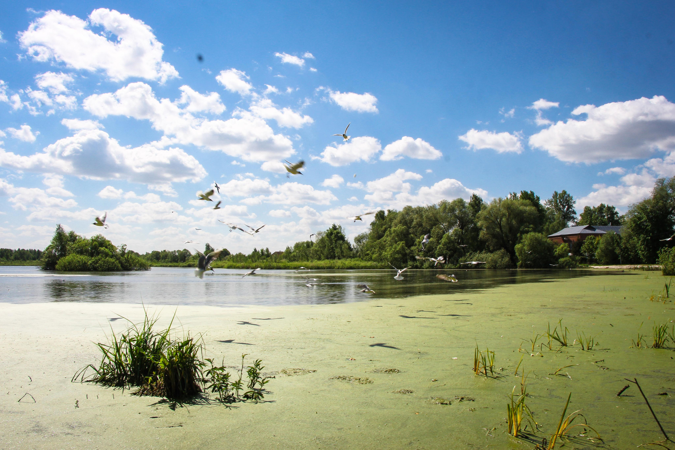Сохранение популяции черноголовых чаек озера Киово г. Лобня. 2021 г. Мария Ткаченко. Документальная фотография
