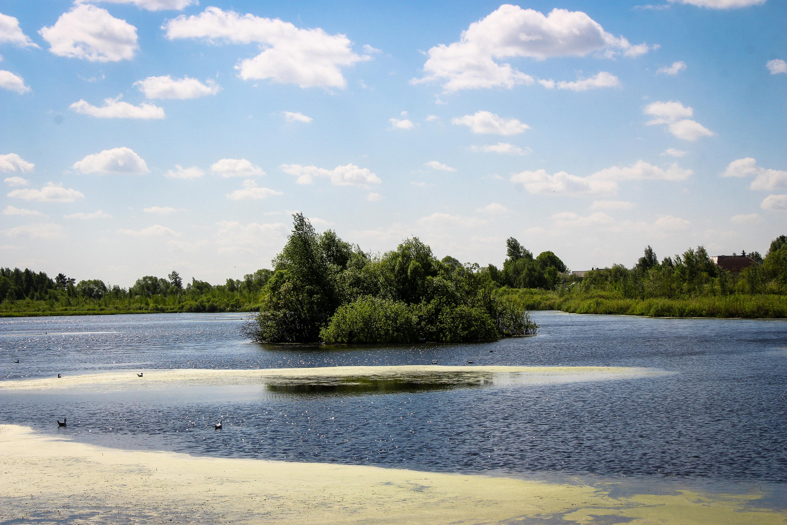 Сохранение популяции черноголовых чаек озера Киово г. Лобня. 2021 г. Мария Ткаченко. Документальная фотография