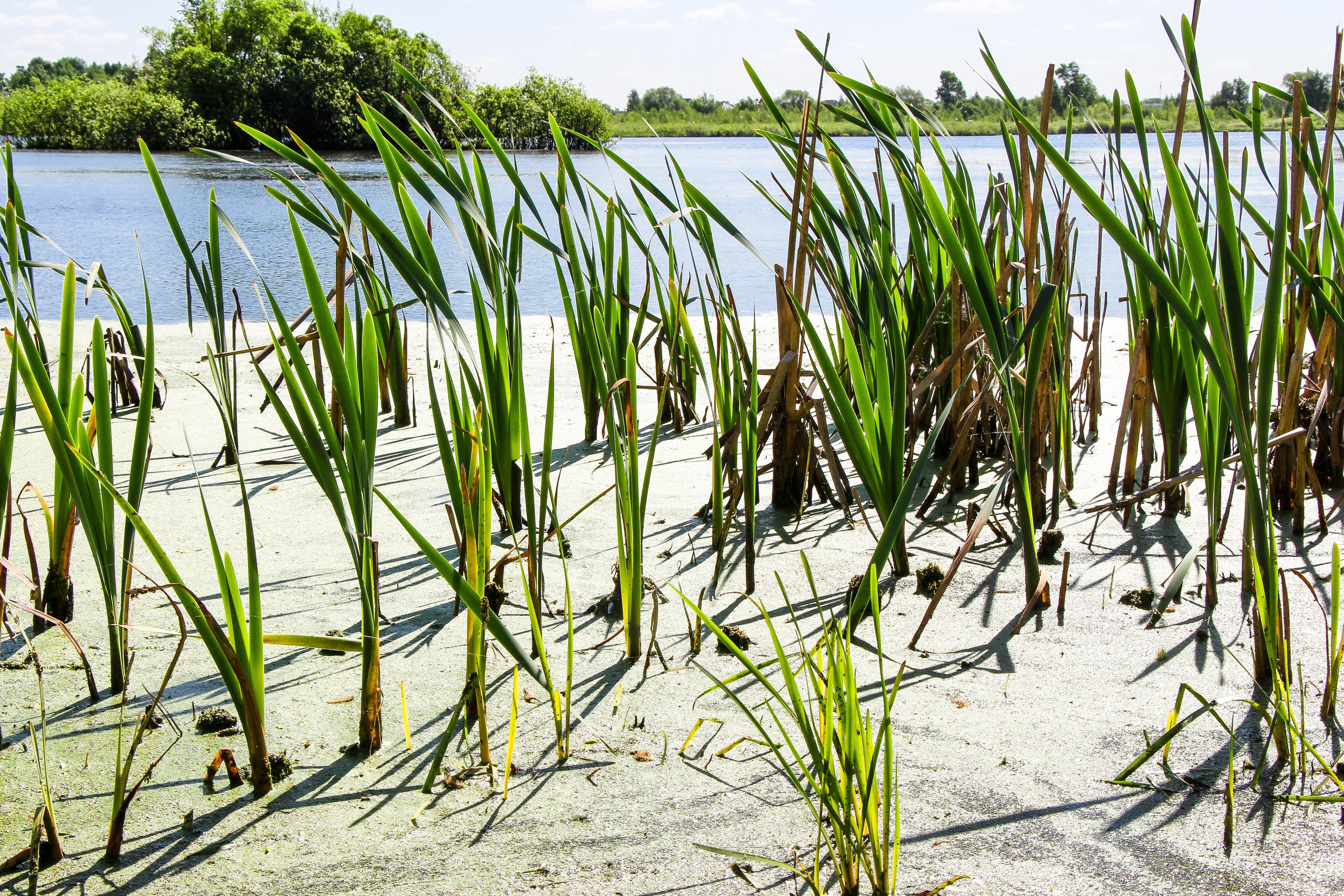 Сохранение популяции черноголовых чаек озера Киово г. Лобня. 2021 г. Мария Ткаченко. Документальная фотография