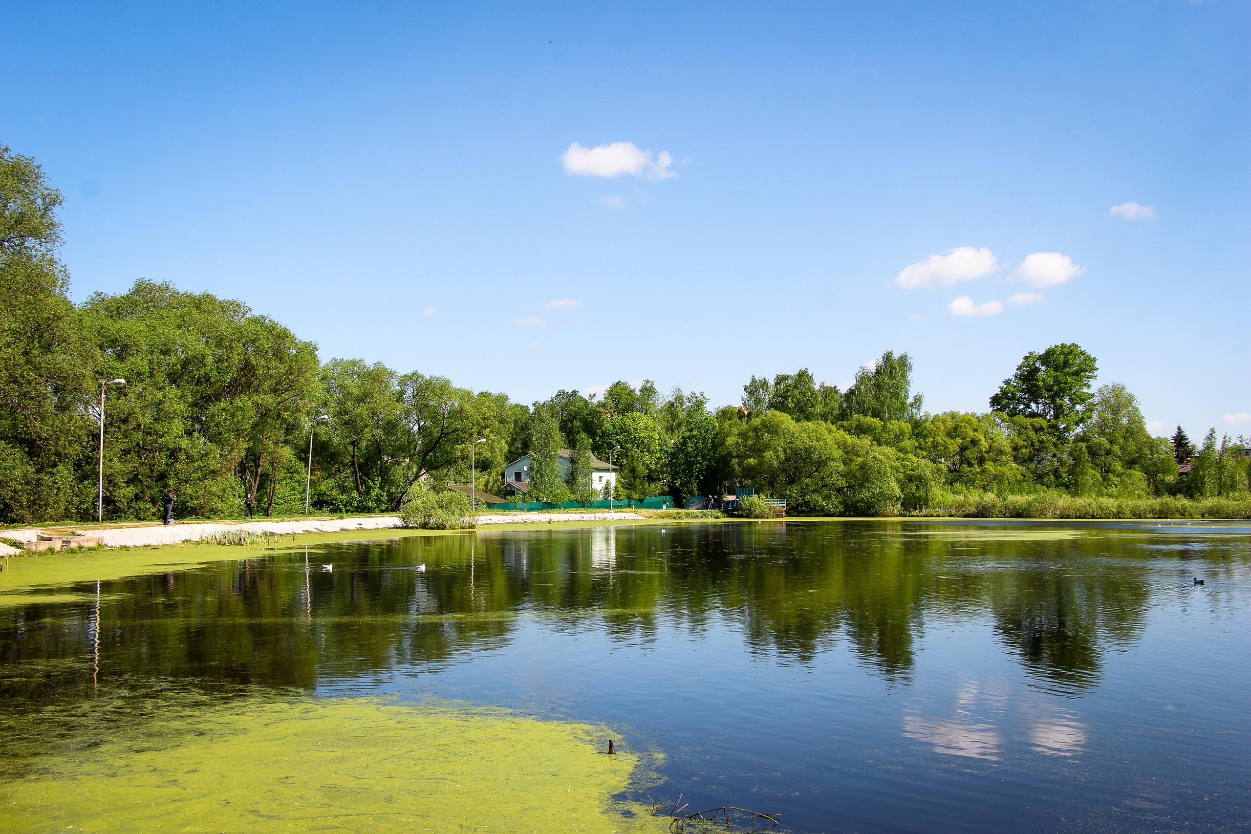 Сохранение популяции черноголовых чаек озера Киово г. Лобня. 2021 г. Мария Ткаченко. Документальная фотография
