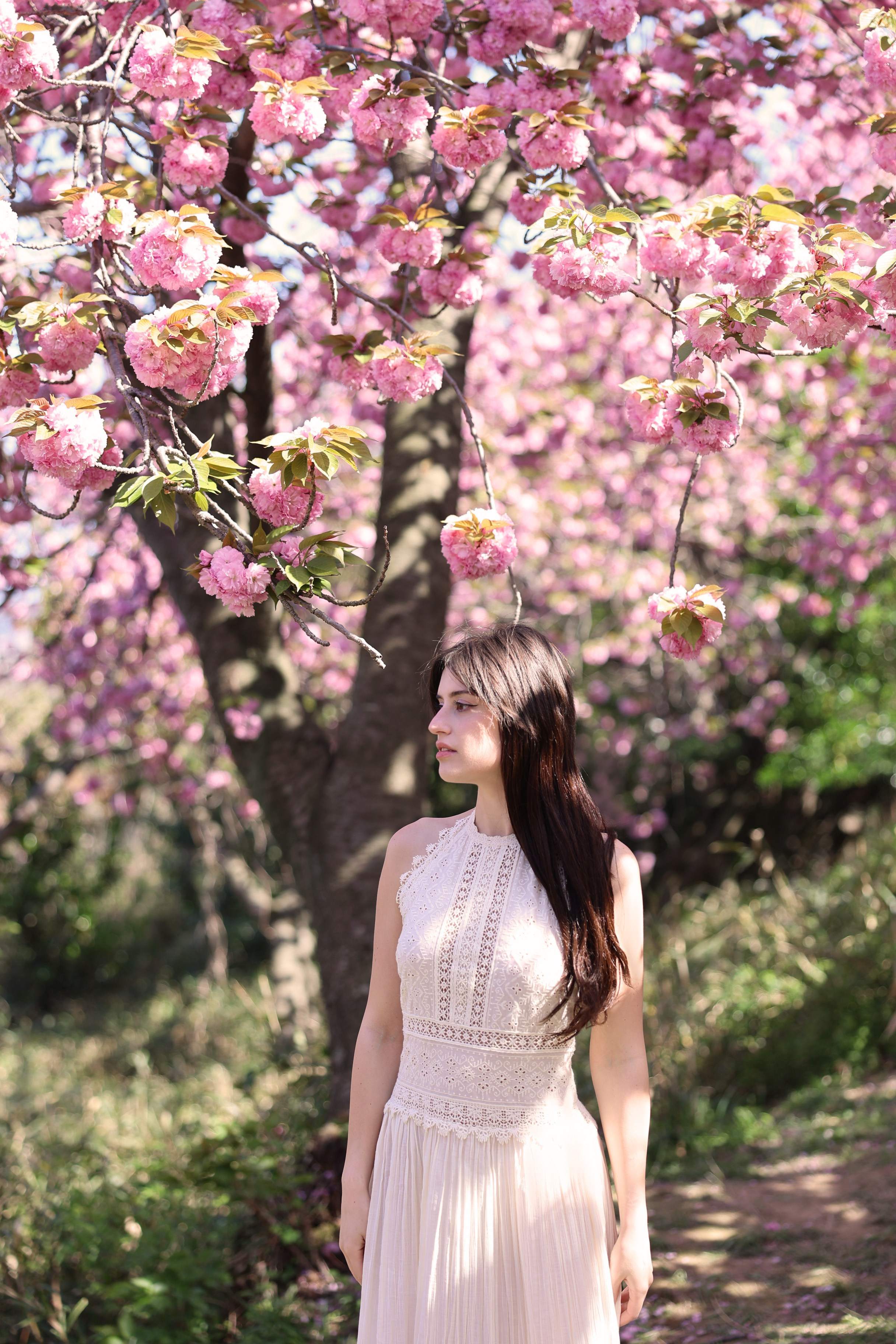 Busan Photographer. Photographer in Busan | Royal Cherry Blossom Solo Photoshoot