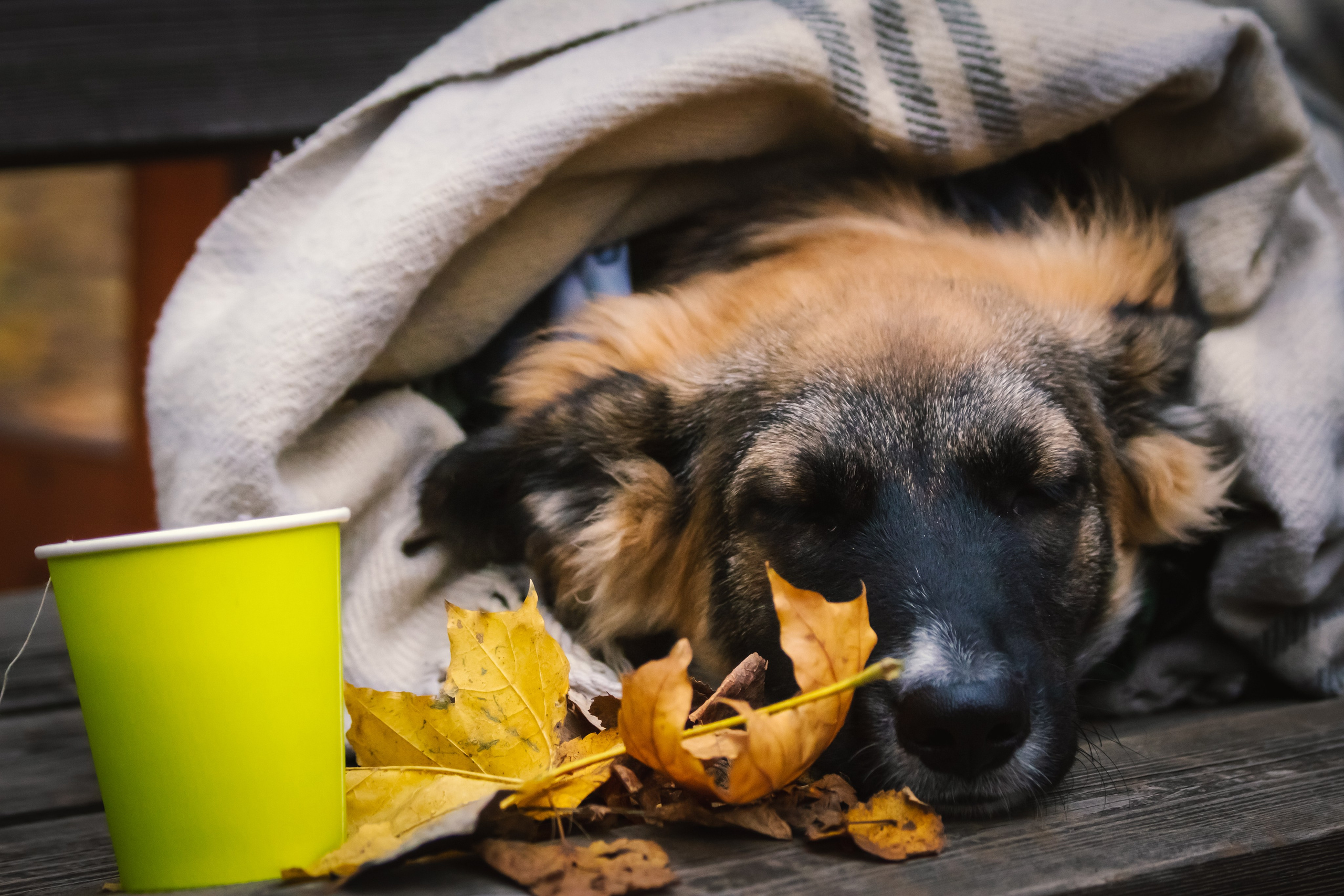 Костюмированный парад собак. Фотограф анималист — Тула, Москва