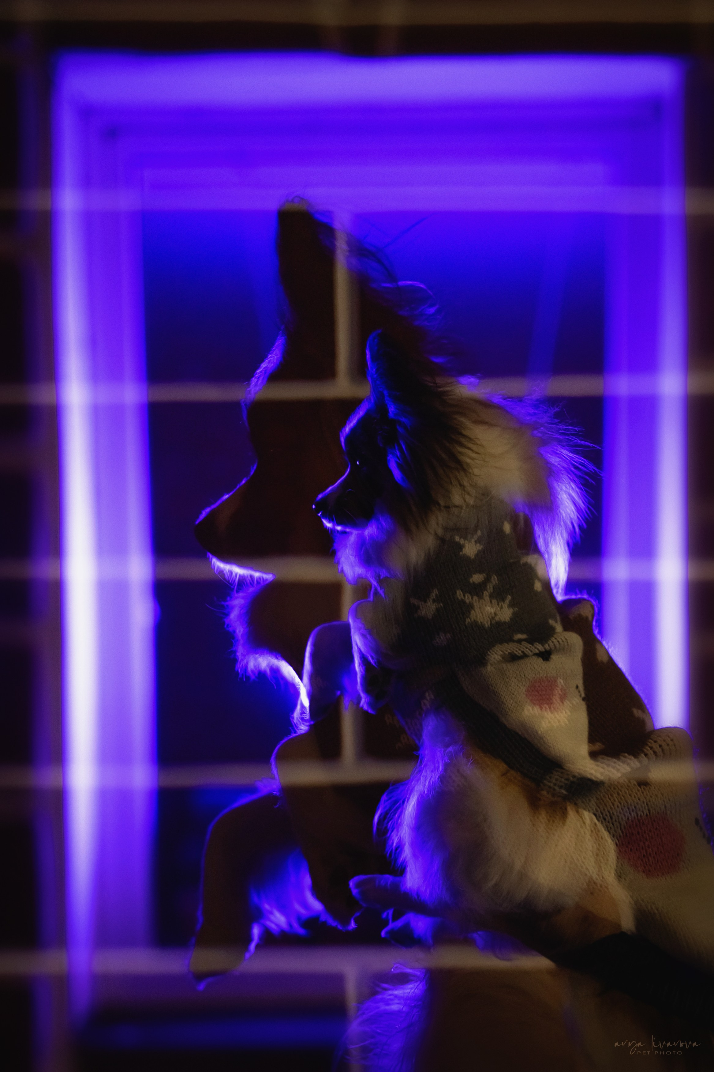 Хьюстон. Фотограф анималист Аня Ливанова | Рыбинск