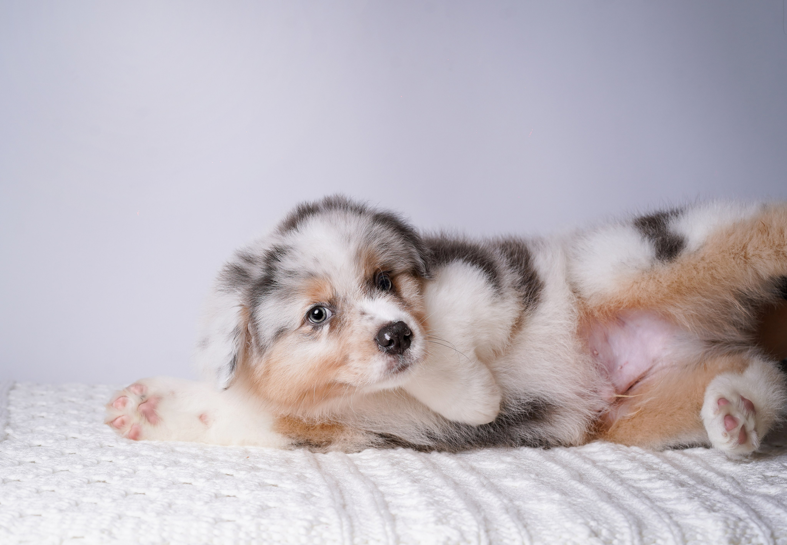 Щенки аусси. Фотограф-анималист в Санкт-Петербурге Яна Мартынова