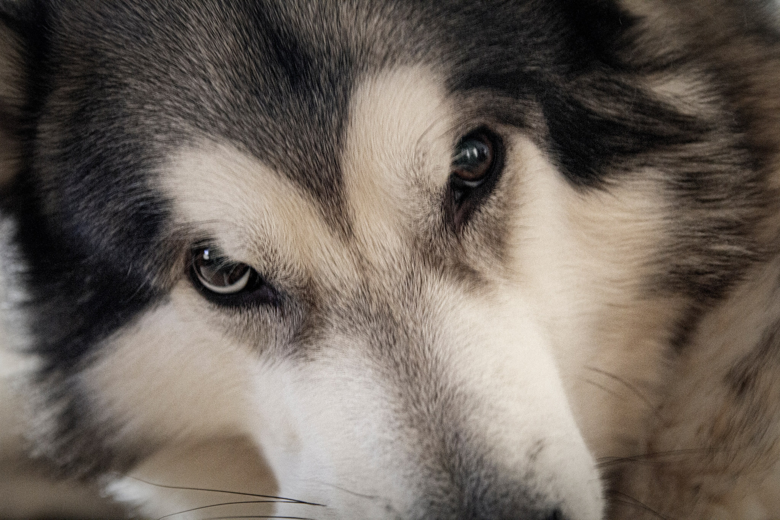 Мои маламуты.Тесей. Лев Постнов.Фотограф. Нижний Новгород