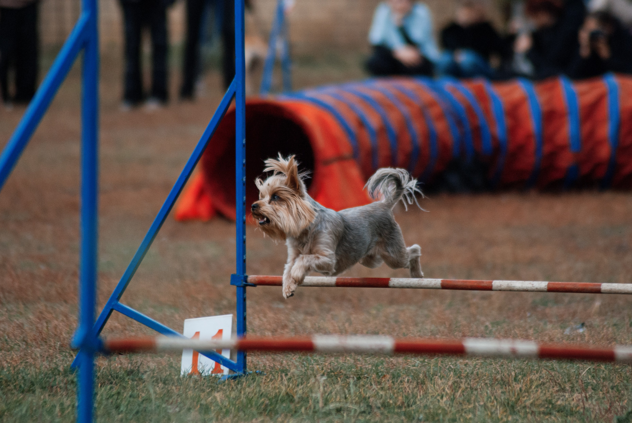 Аджилити. Фотограф в Тюмени Лизавета Сапицкая
