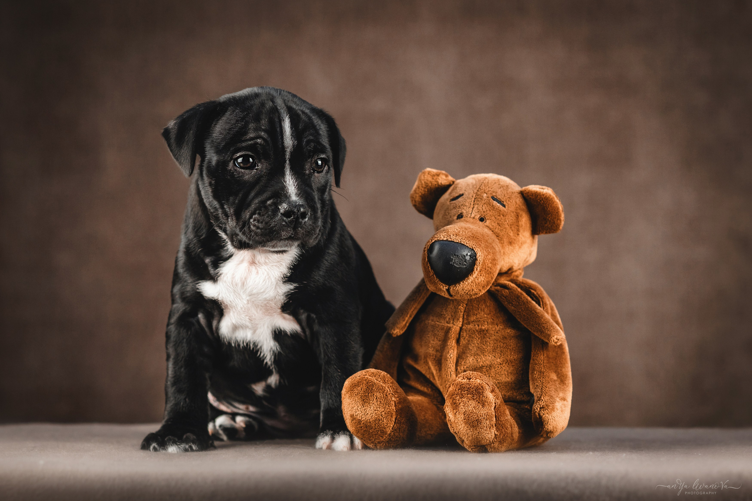 Стаффи. Фотограф анималист Аня Ливанова | Рыбинск