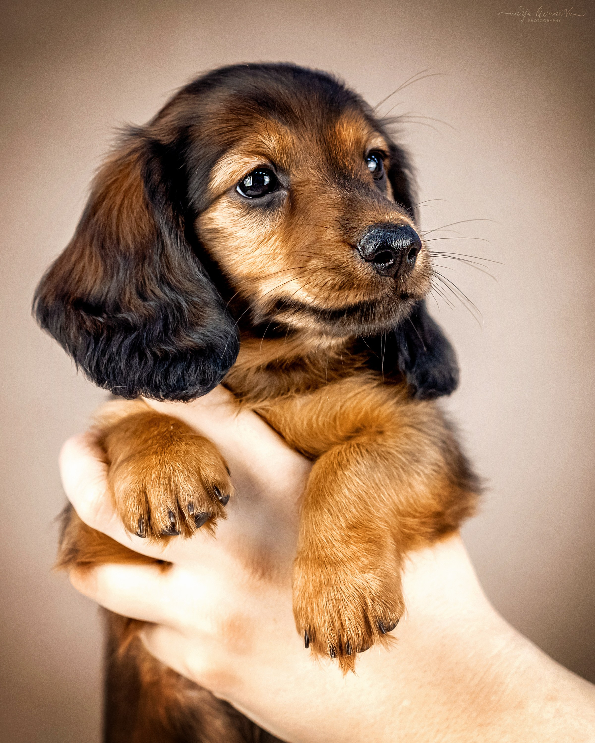 Таксята. Фотограф анималист Аня Ливанова | Рыбинск