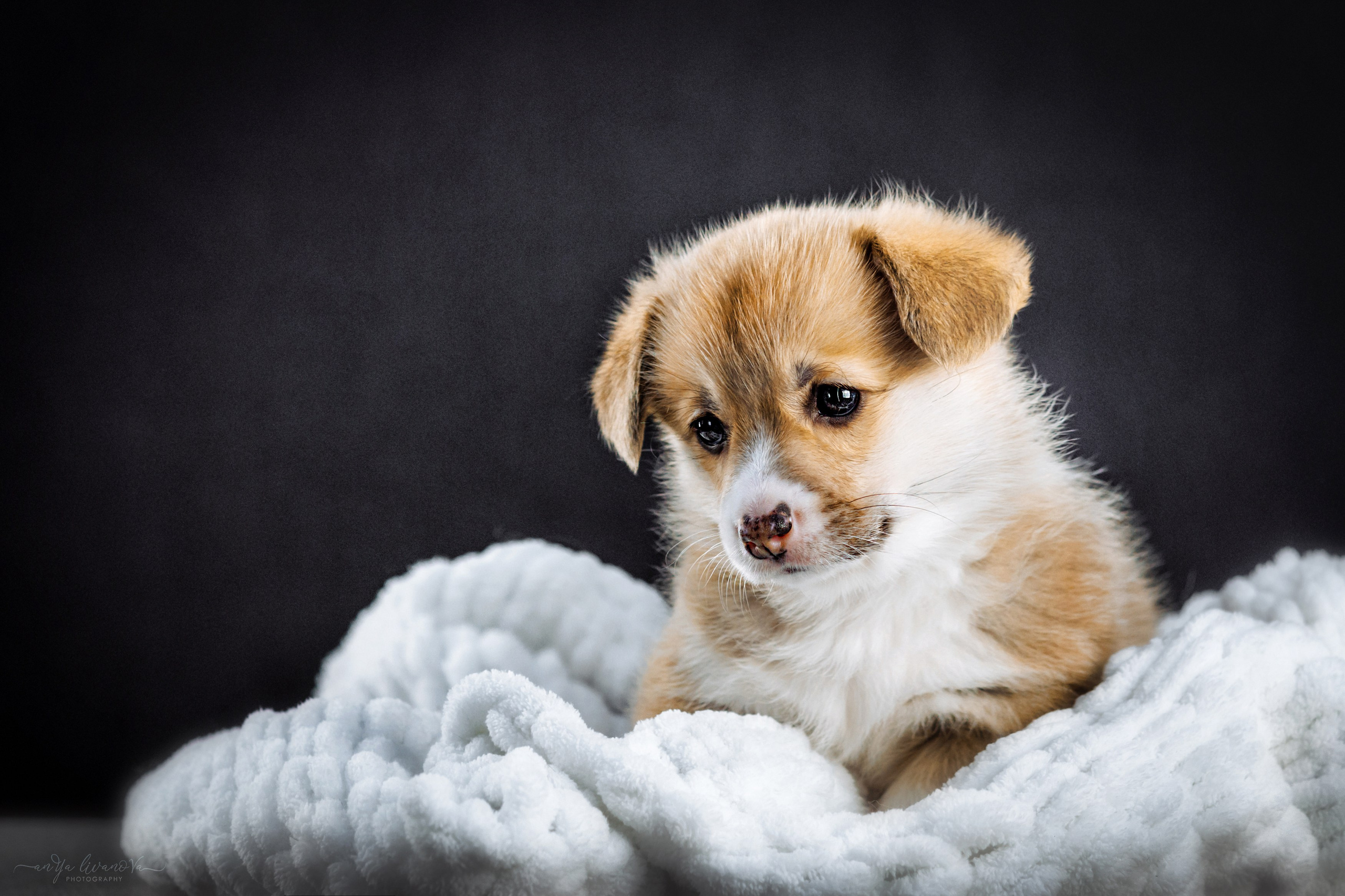 Коржики. Фотограф анималист Аня Ливанова | Рыбинск