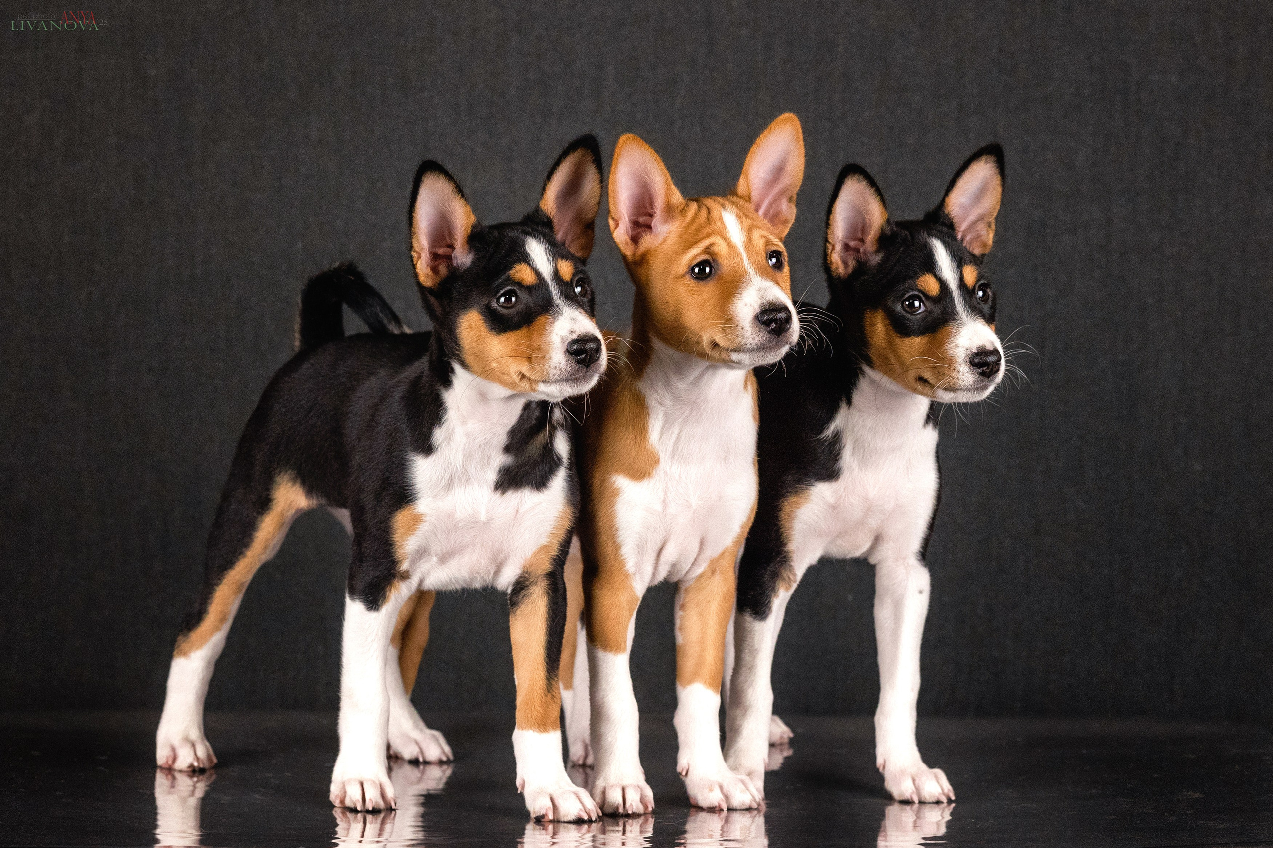 Басенджи. Фотограф анималист Аня Ливанова | Рыбинск