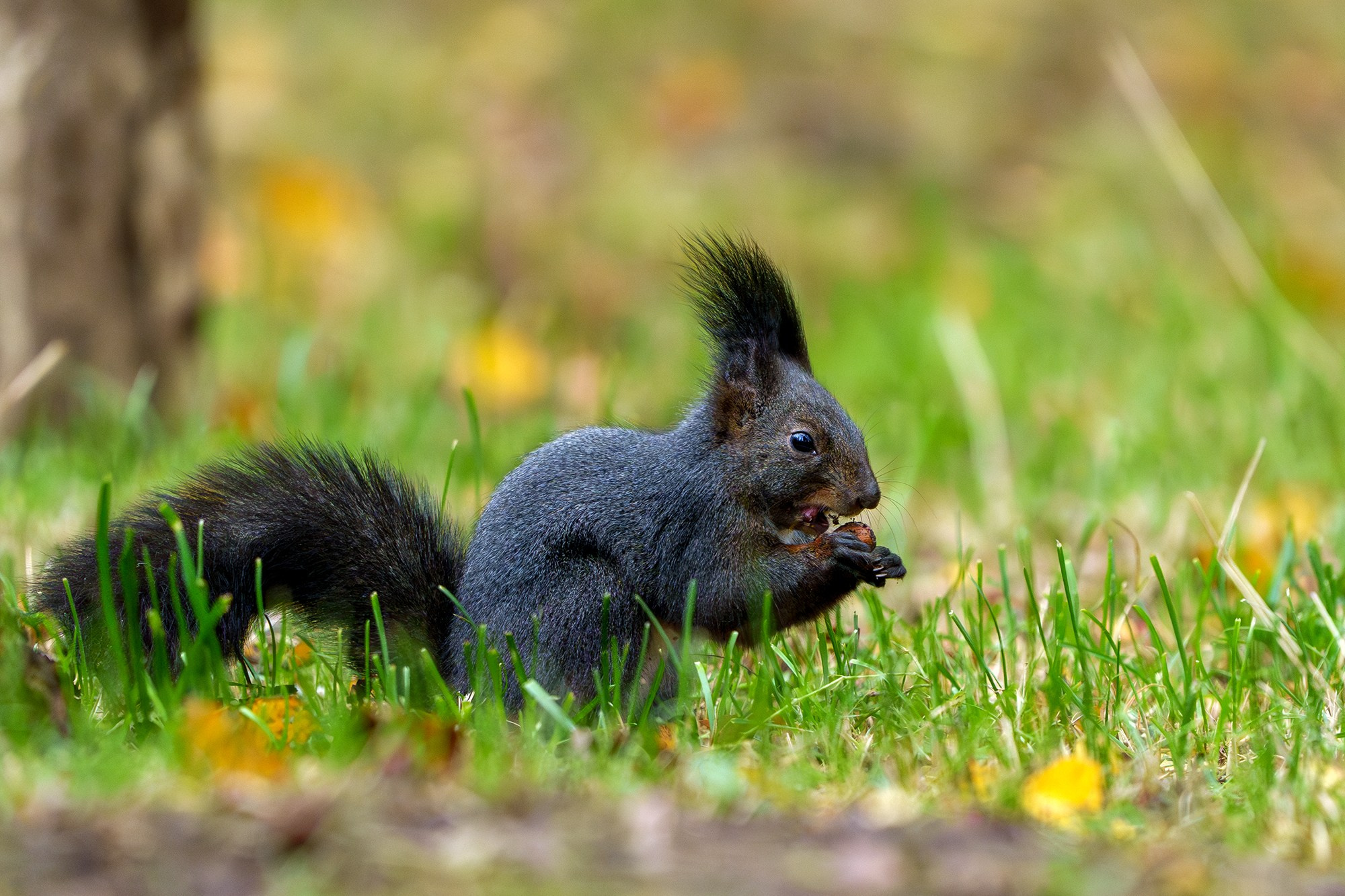 Животные. Ваш личный фотограф Марина Волкова