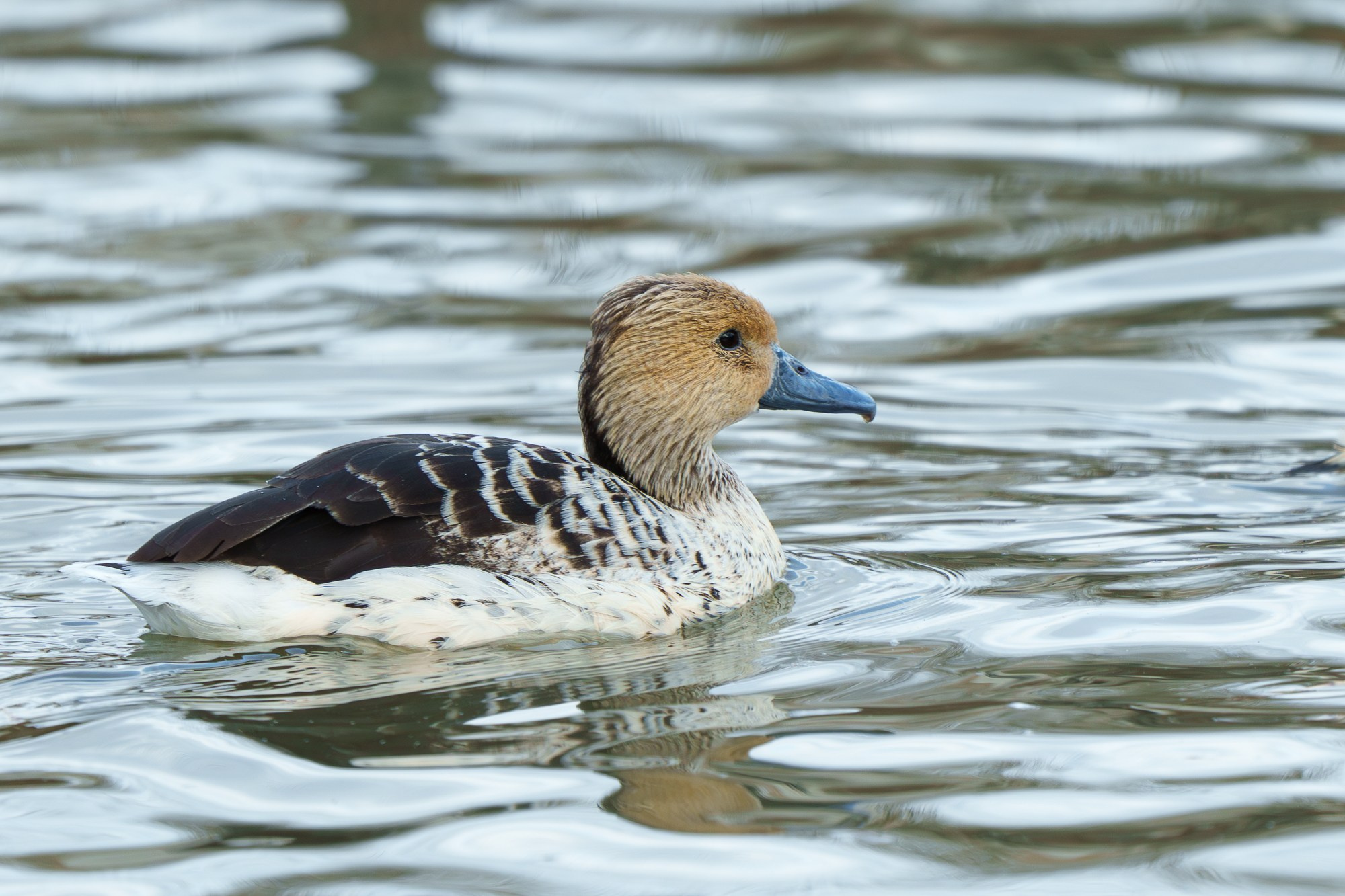 Удивительные мир птиц. Вокруг нас столько прекрасного — присмотритесь!. Ваш личный фотограф Марина Волкова