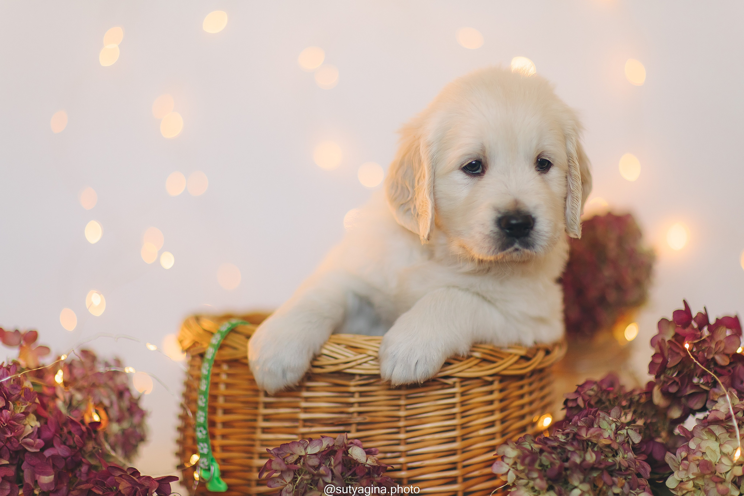 Зеленая лента. Свадебный и женский фотограф