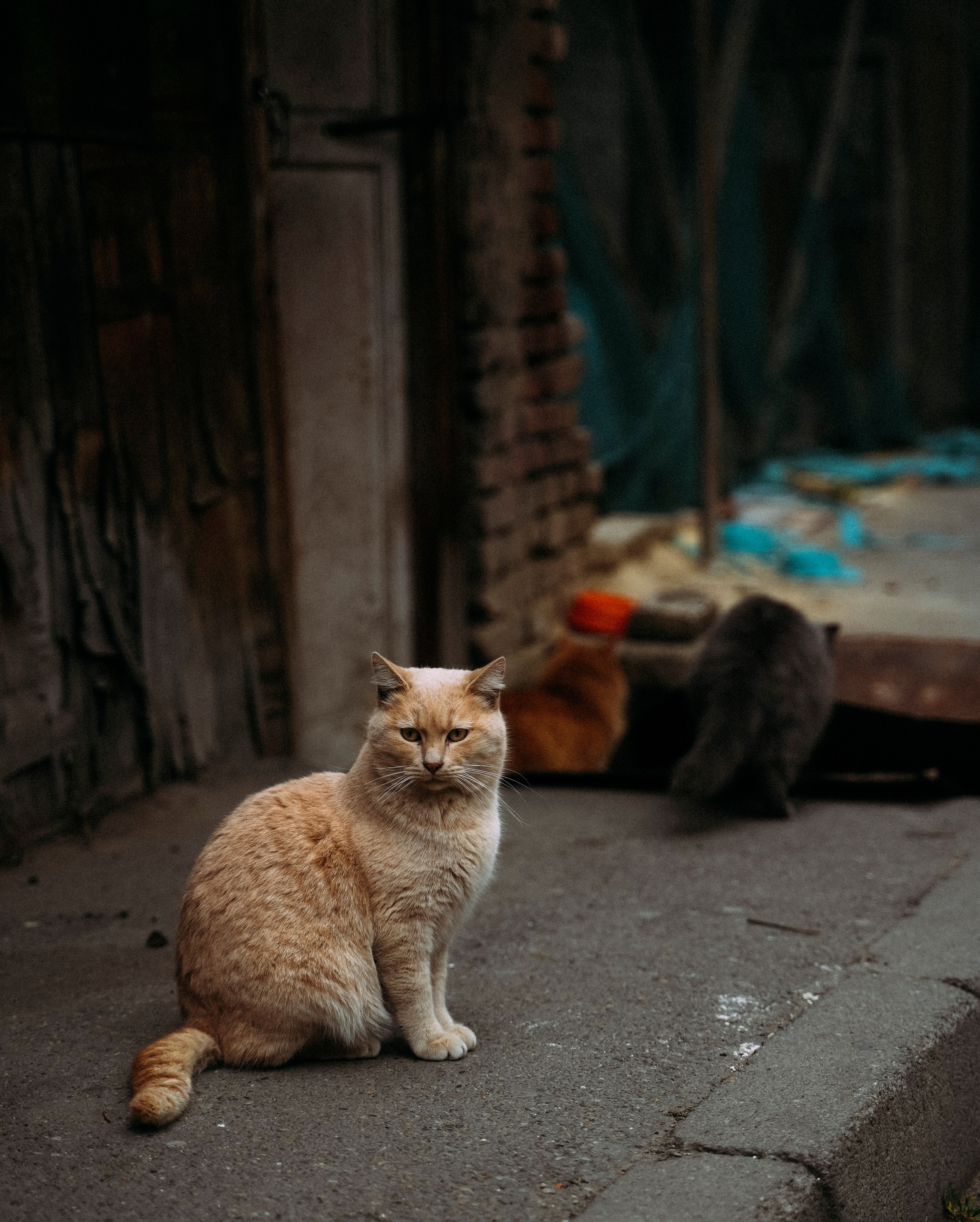 ТБИЛИСИ 2023-2024. Стрит-фотография, полная абсурда, идиотизма и красоты