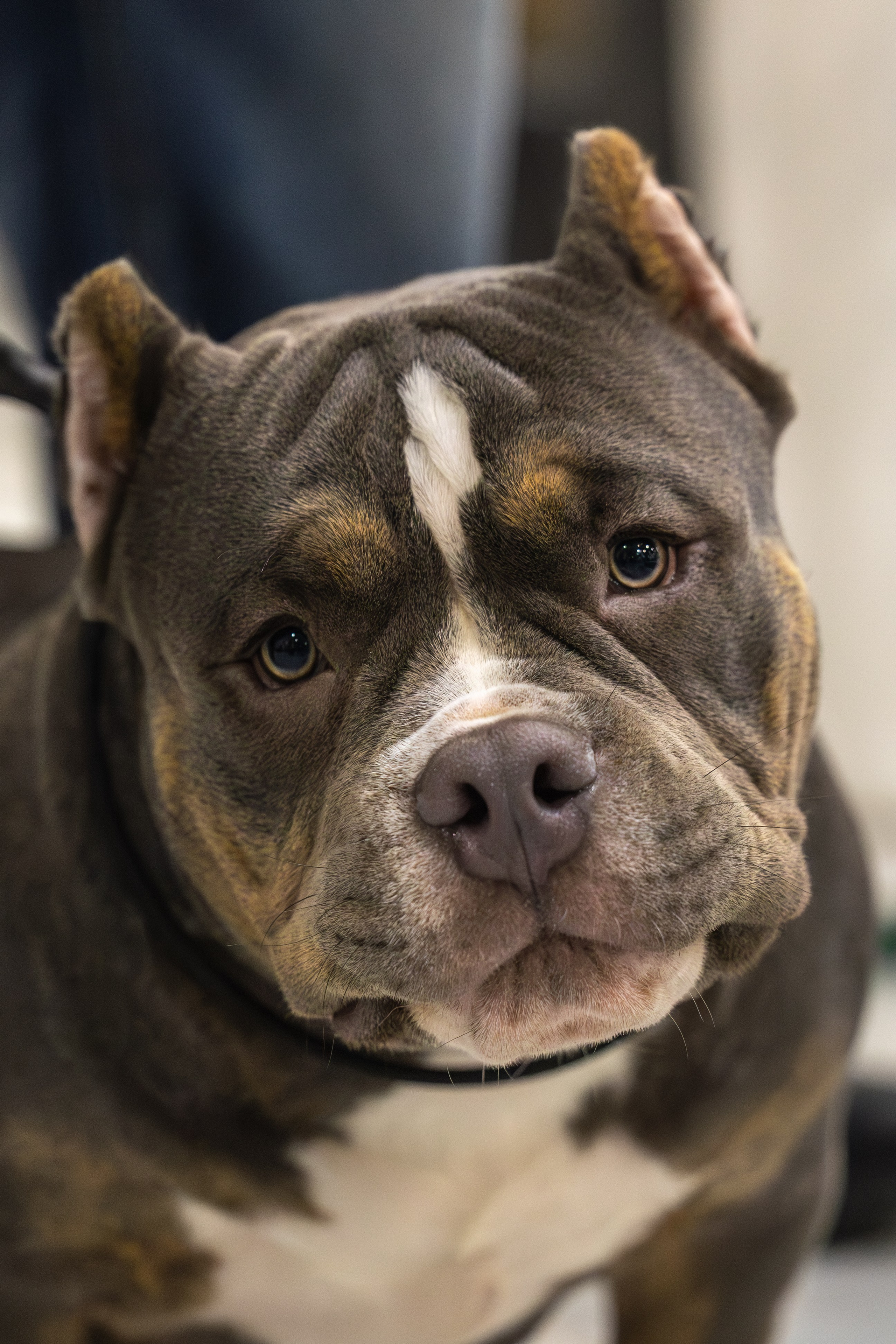 АВКС. Виктория Михайловская. Фотограф-анималист. Москва