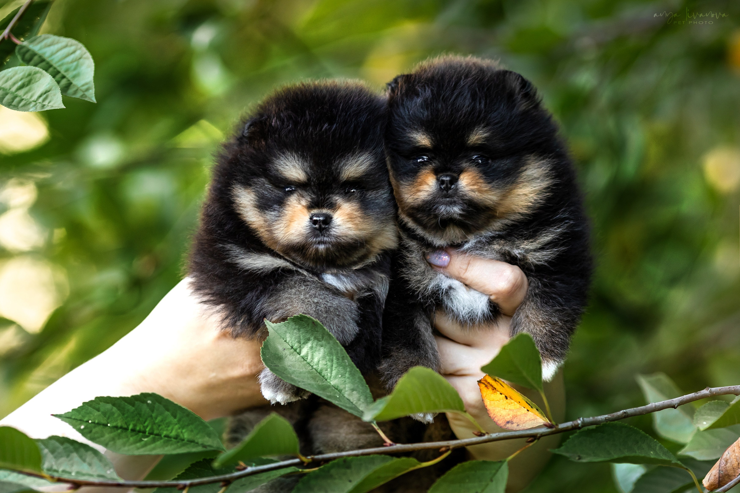 Шпицы. Фотограф анималист Аня Ливанова | Рыбинск