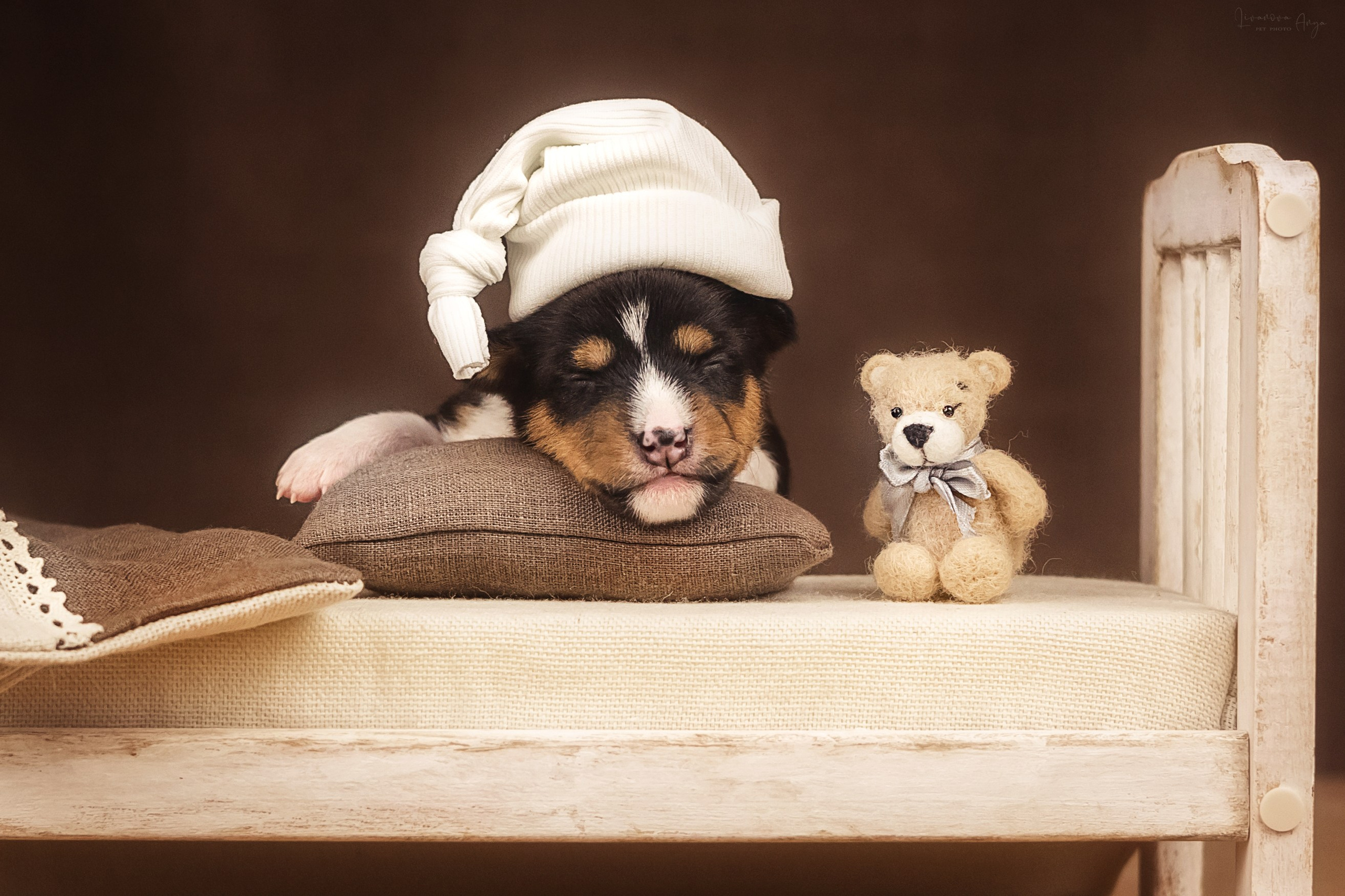 Басеньки. Фотограф анималист Аня Ливанова | Рыбинск